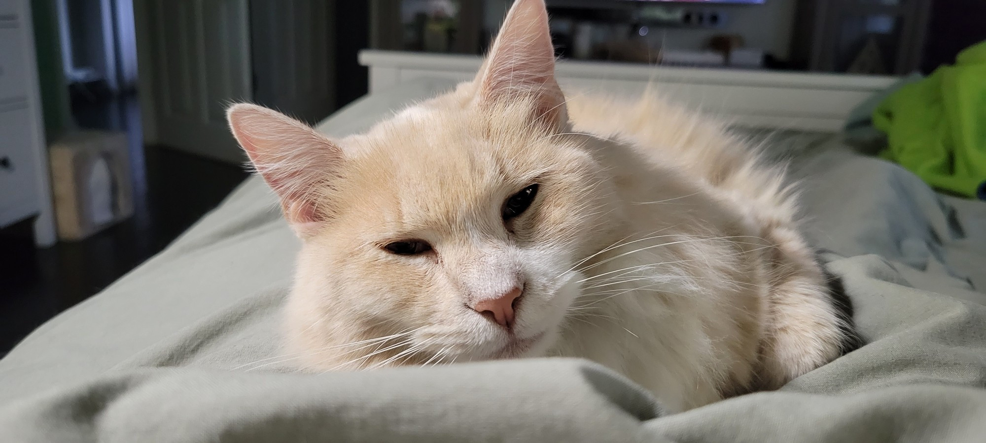 Demi, a female DLH with buff colored fur. She's laying in my lap looking very content.