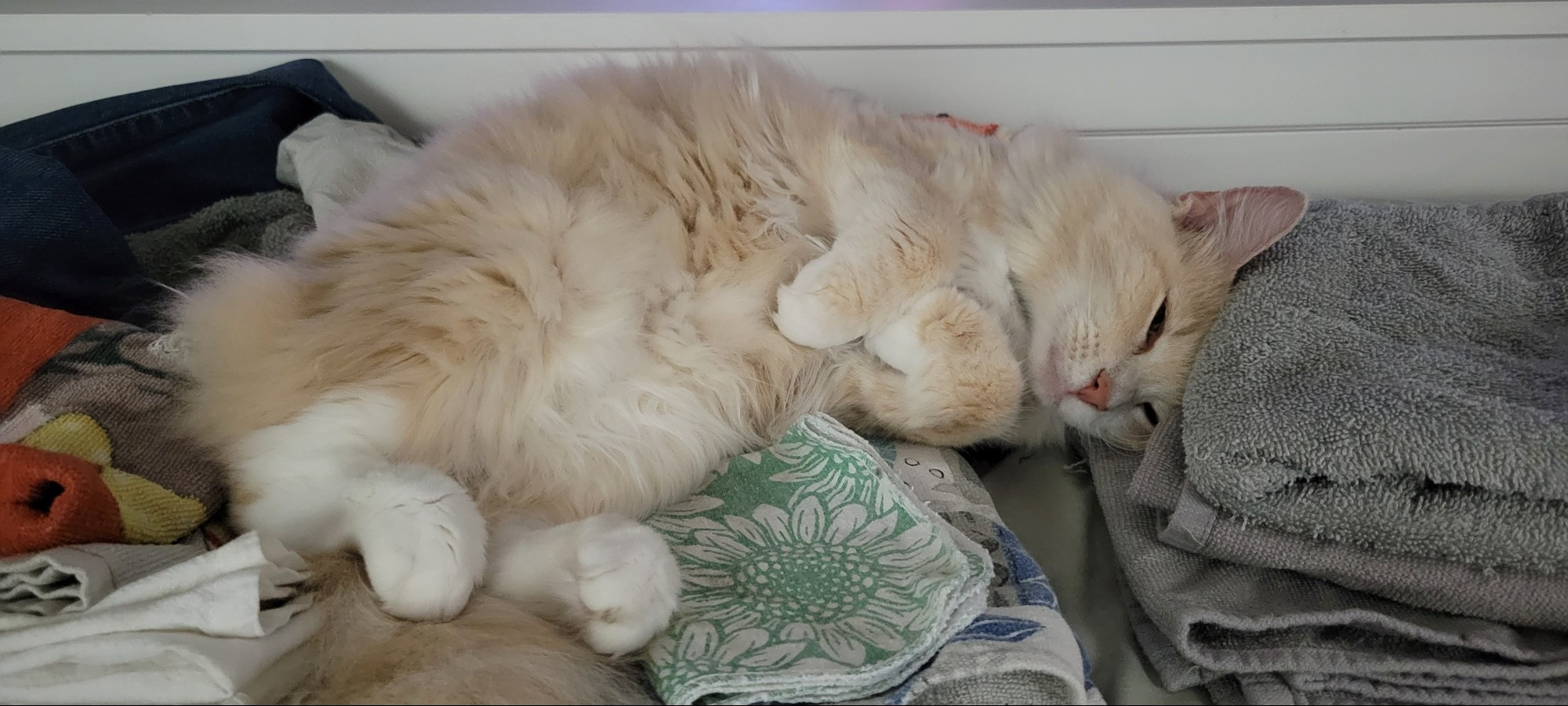 Demi, female buff/white DLH, curled up in our clean laundry.