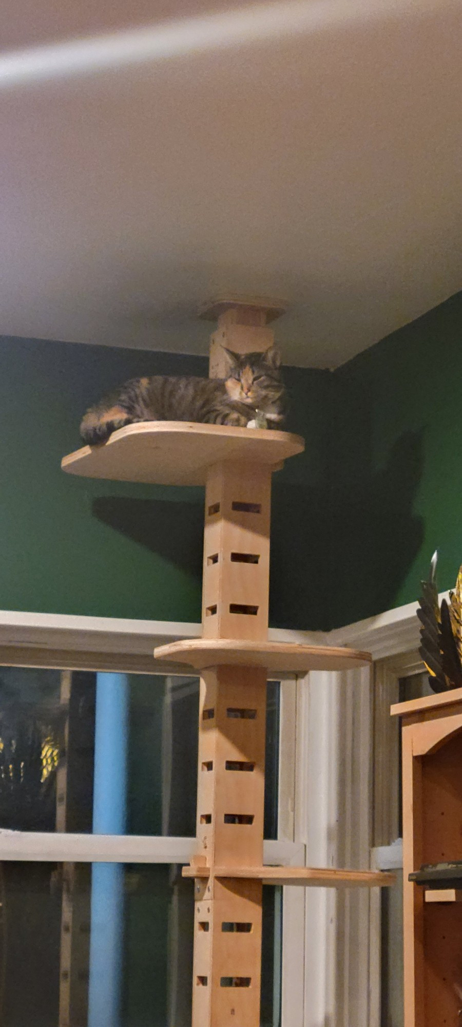 Rayla (1 yo tabby) watches our dnd session from her cat tower.