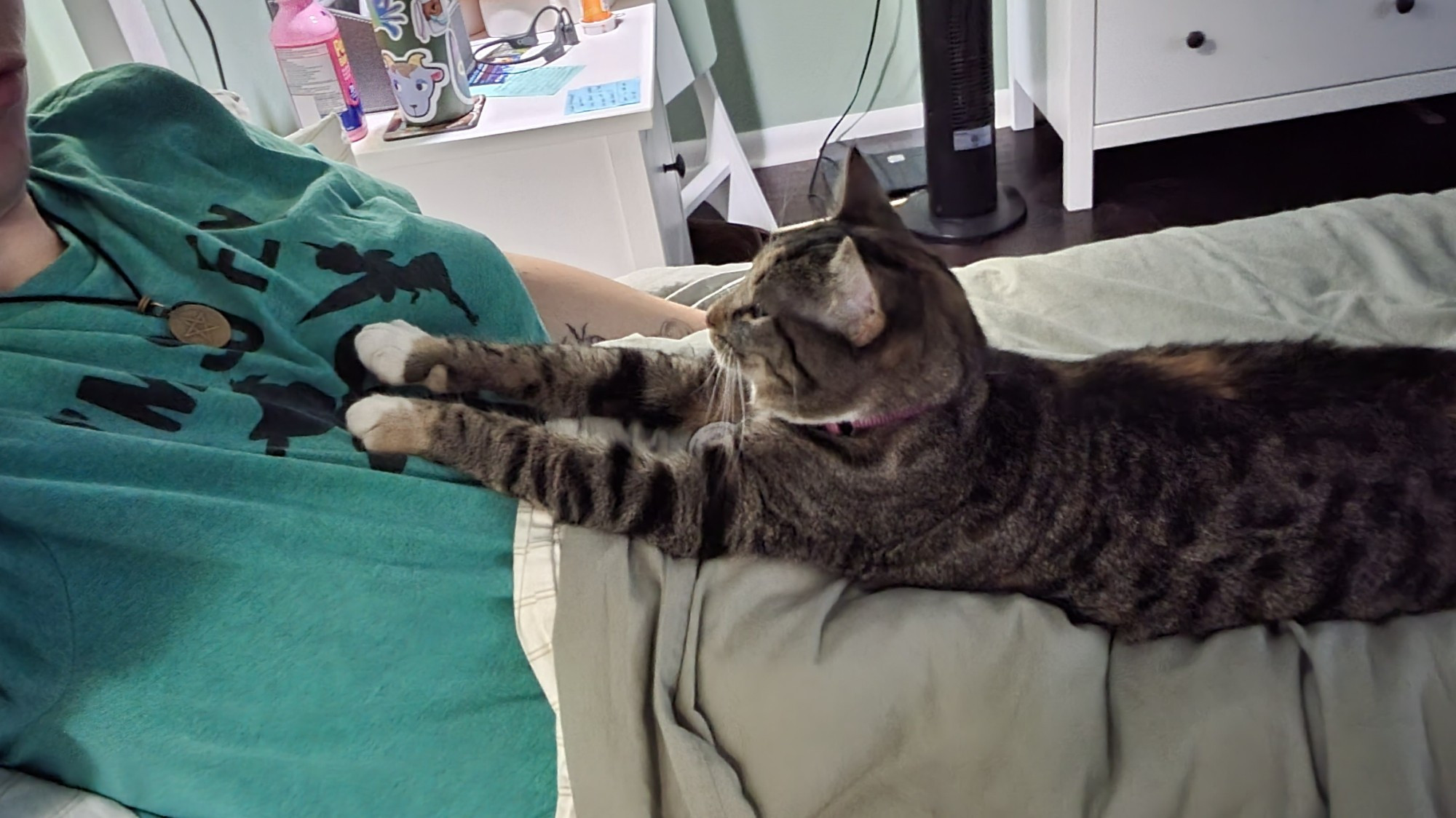 Rayla, female brown tabby, laying on my stomach with her paws stretched out onto my chest. She fell asleep like that.