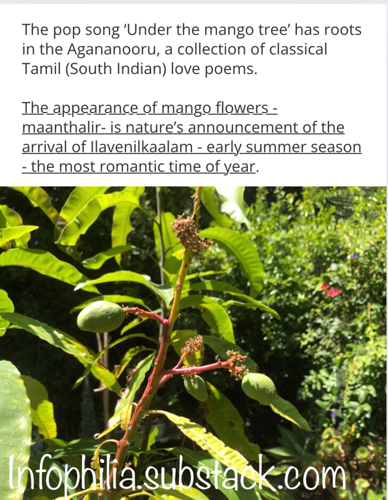 Mango blossoms turned into tiny mangoes and leaves on a young mango tree