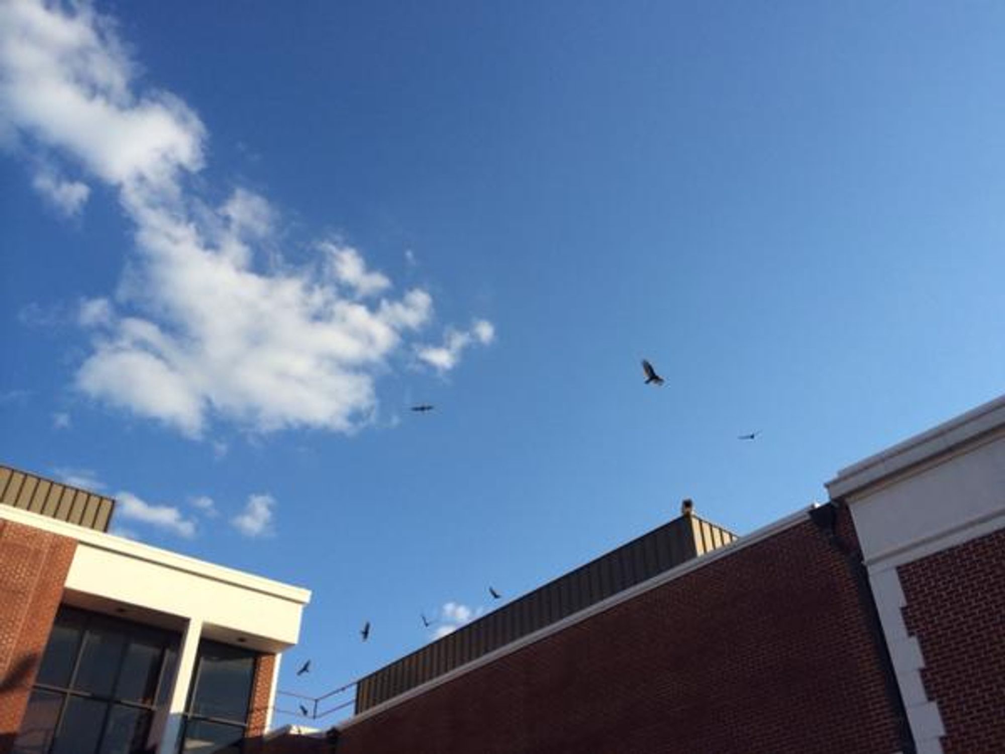 Birds — turkey buzzards, I think — circle over the Waco Tribune-Herald building in October 2014. After the newspaper moved its offices in 2021, this building became the headquarters for Chip and Joanna Gaines' company Magnolia.