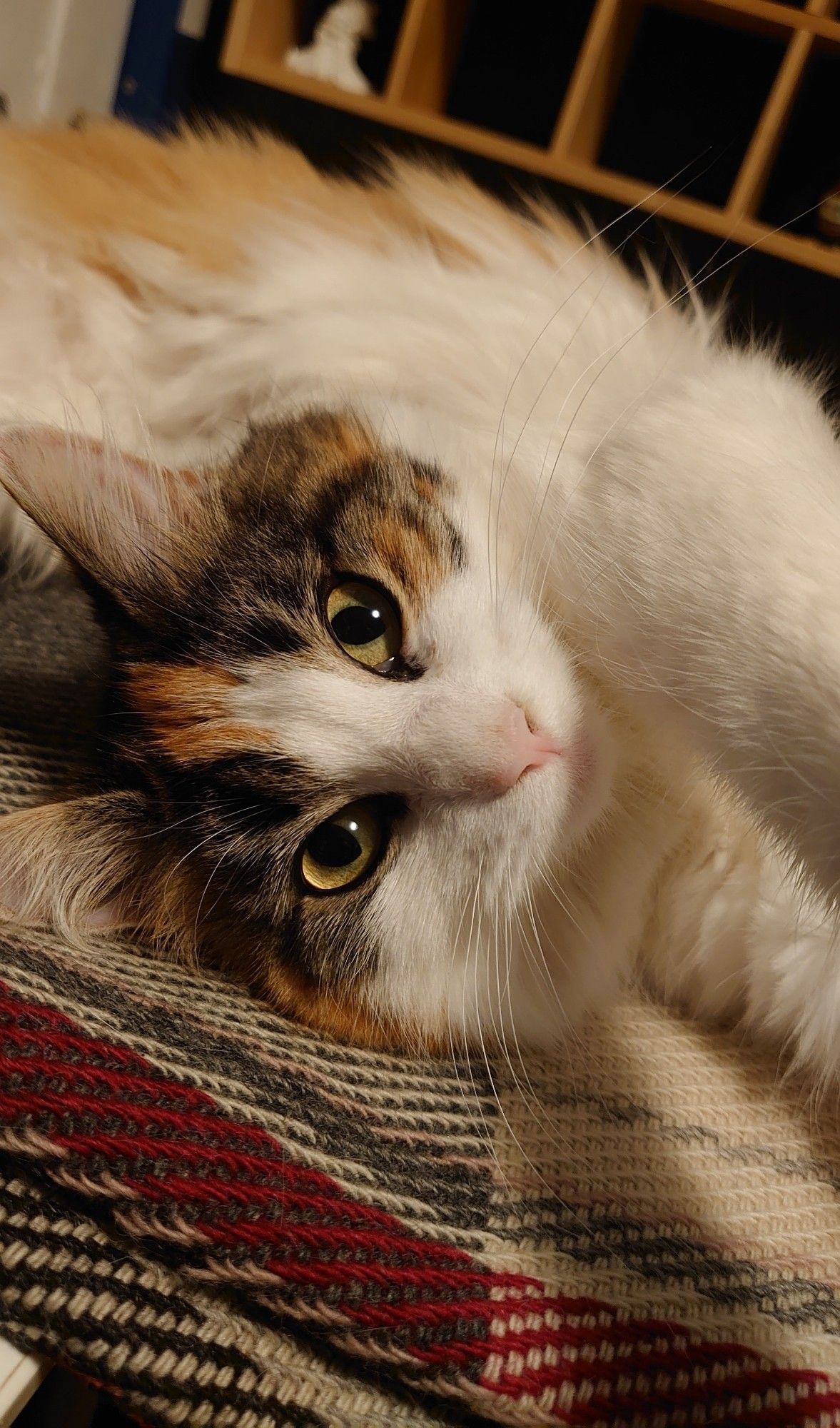 Lottie the cat on a blanket , looking at the camera. She is calico patterned