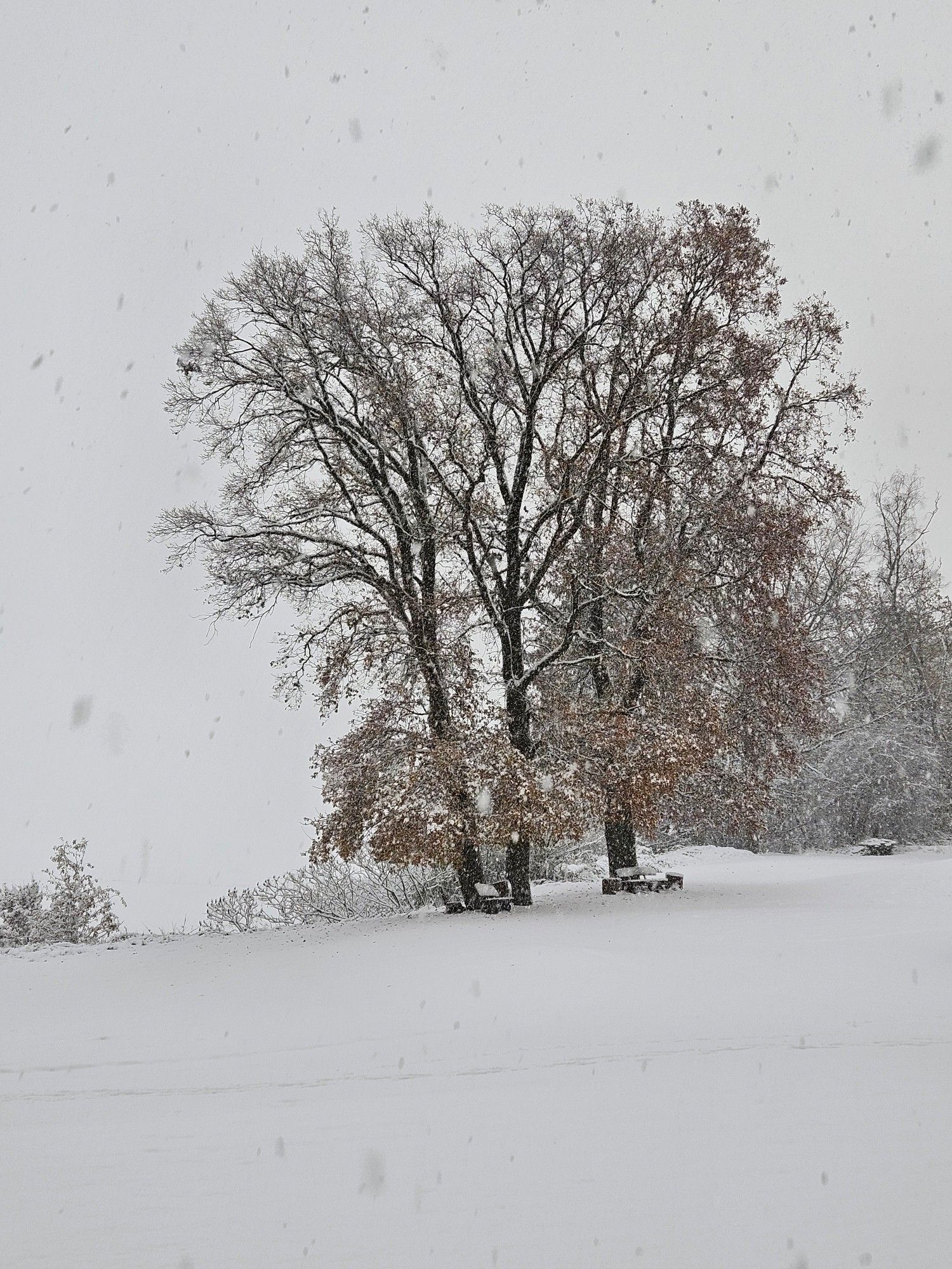 Winterlandschaft mit dicker Schneedecke,in der Mitte zwei große Bäume. Dahinter weite Felder.