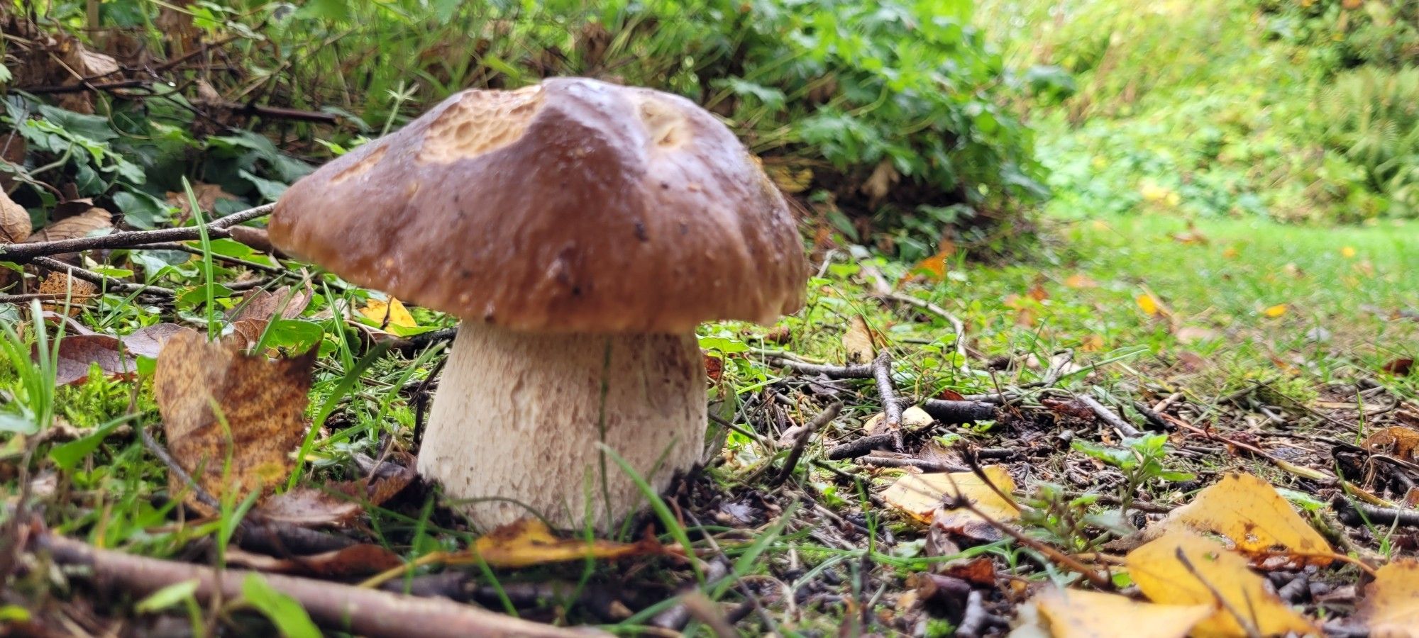 Dicker Steinpilz im herbstlichen Garten, leicht angefressen (der Pilz und auch der Garten)