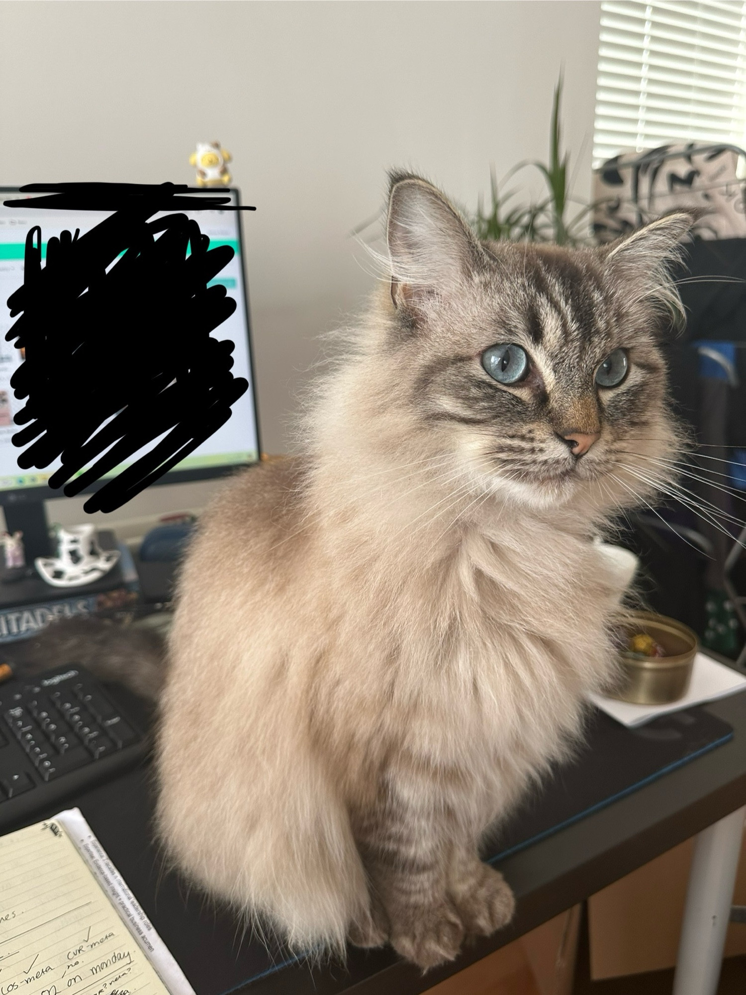 A fluffy light brown cat with big blue eyes sitting on a table looking very majestic.