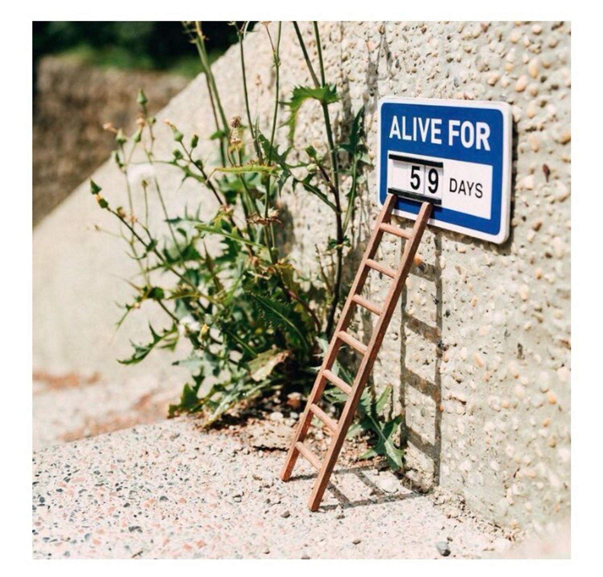 A bristly plant volunteer next to which is a tiny ladder leading to a tiny sign saying Alive for 59 Days, with the numbers in a changeable frame, like at a sports arena.