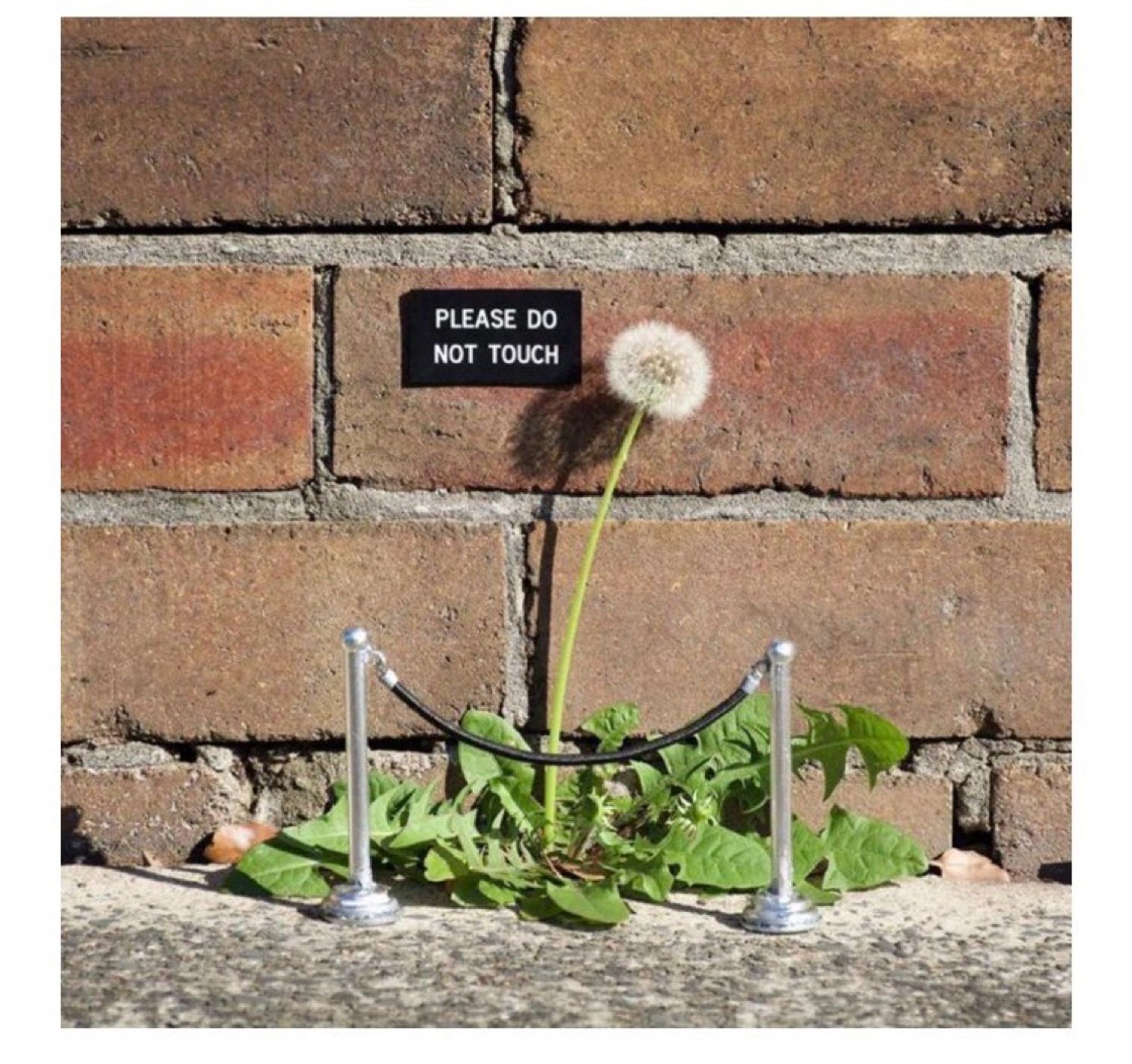 Please do not touch sign above a volunteer dandelion behind a tiny rope barrier, as if it were an art exhibit.