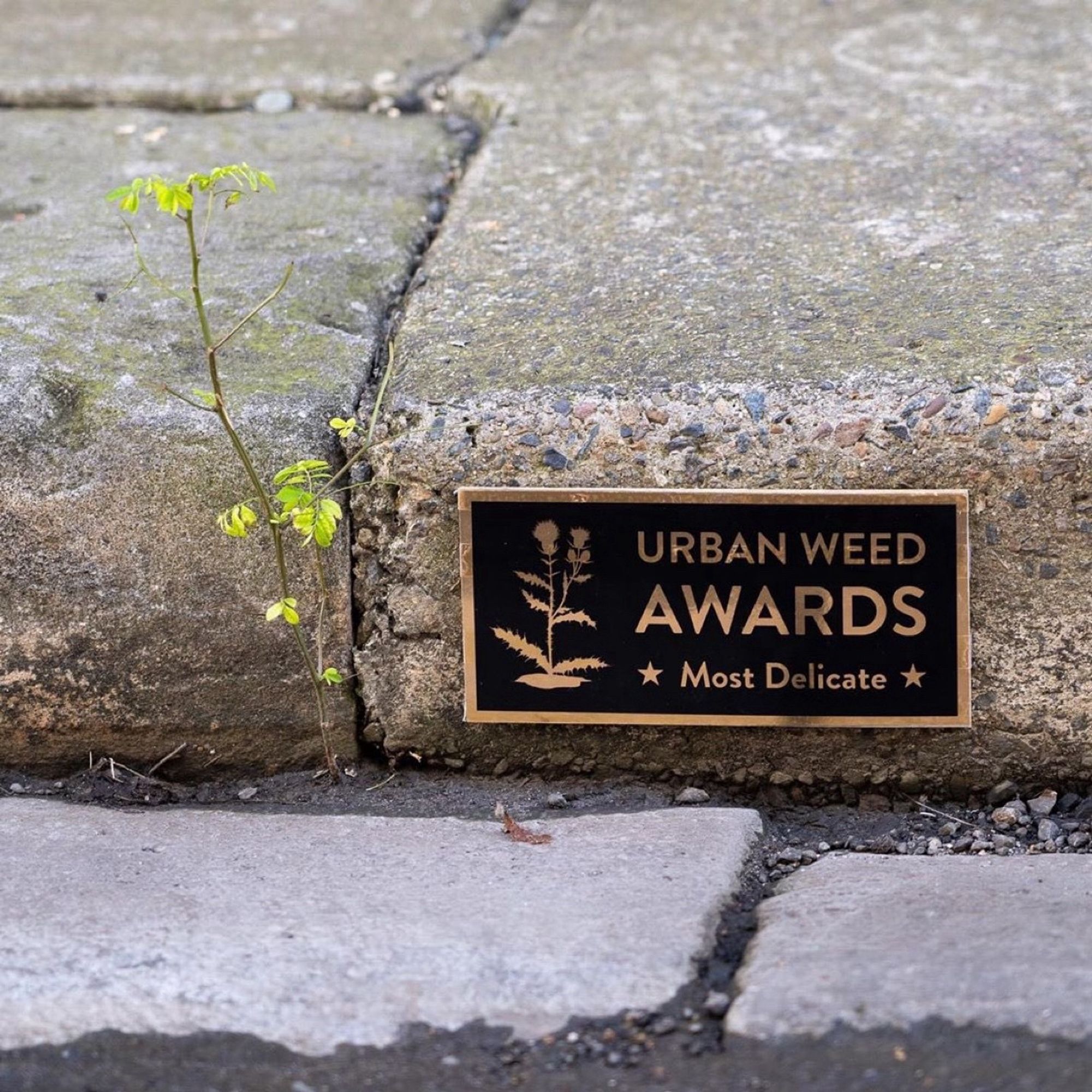 A tiny tree seedling growing out of a crack next to a tiny sign saying Urban Weed Awards *Most Delicate*