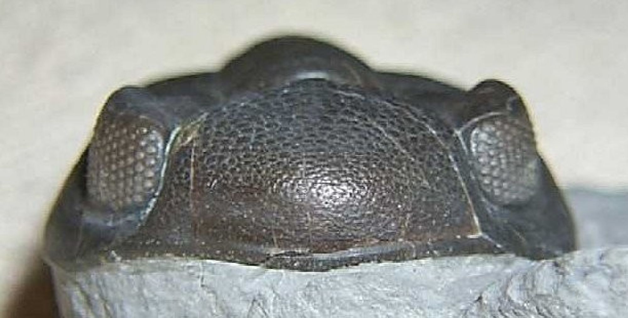 p_rana_cras_eyes.jpg from https://www.trilobites.info/eyes.htm

A well-preserved fossil of a trilobite showing the compound eyes made with lenses of the mineral calcite.
