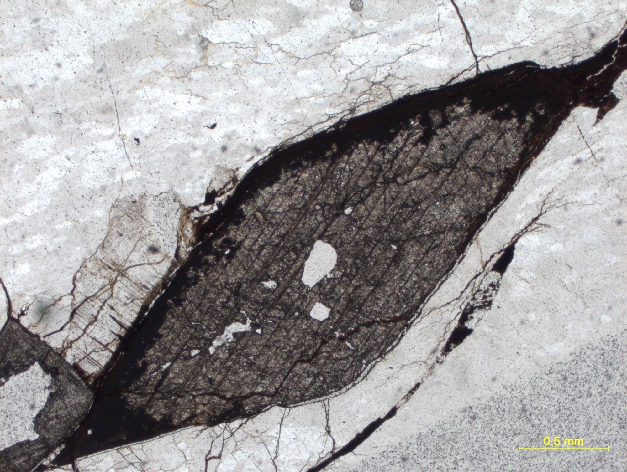 A titanite lozenge imaged in plane-polarized light. The darker titanite is surrounded by pale quartz and feldspar. This is a thinsection of approximately 30 microns thickness.