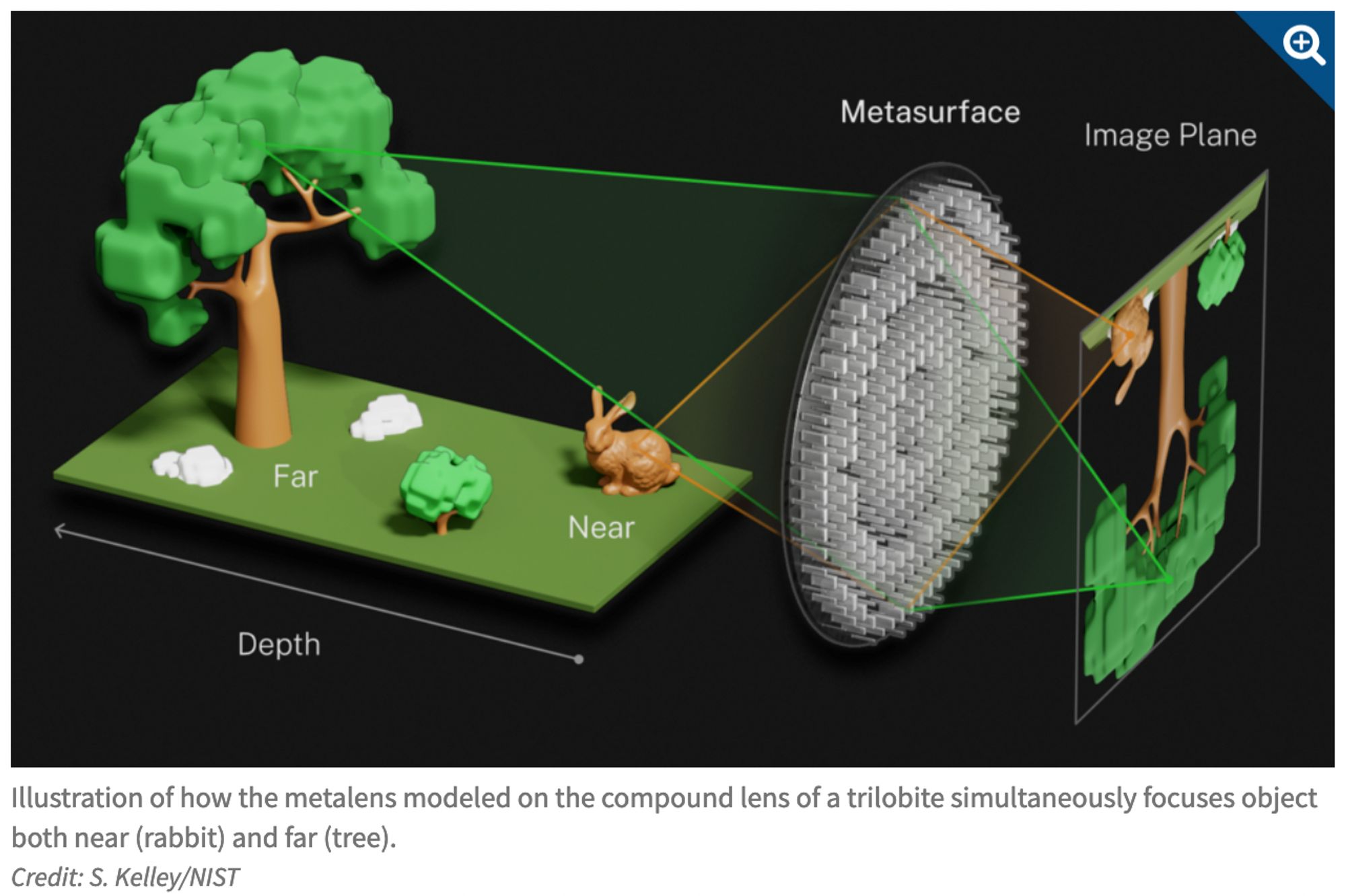 A diagram from NIST showing how the trilobite-inspired lens can focus both near and far objects simultaneously.
