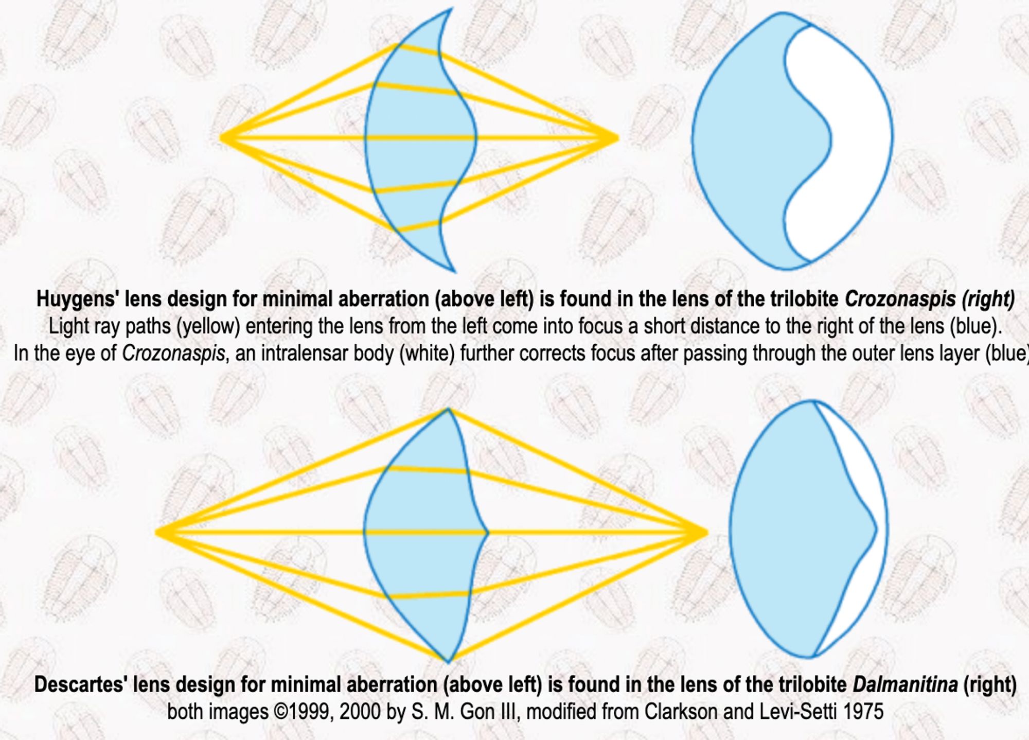 Lens designs that minimize aberrations and maximize depth of field (distances that are in focus) developed by Huygens and Descartes. These designs evolved in trilobite eyes with calcite mineral lenses.
From https://www.trilobites.info/eyes.htm
