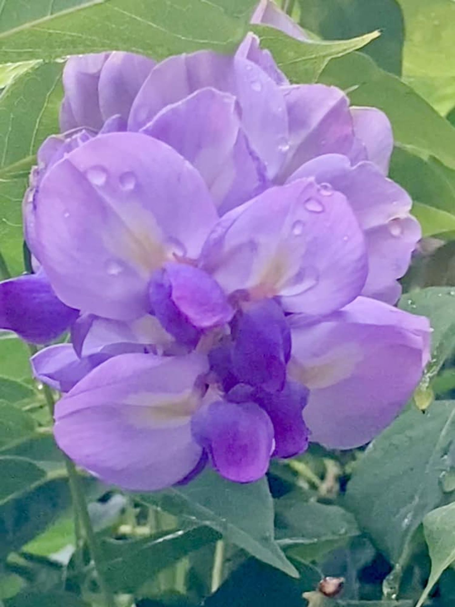 Light and dark purples mingle beautifully on this wisteria blossom.