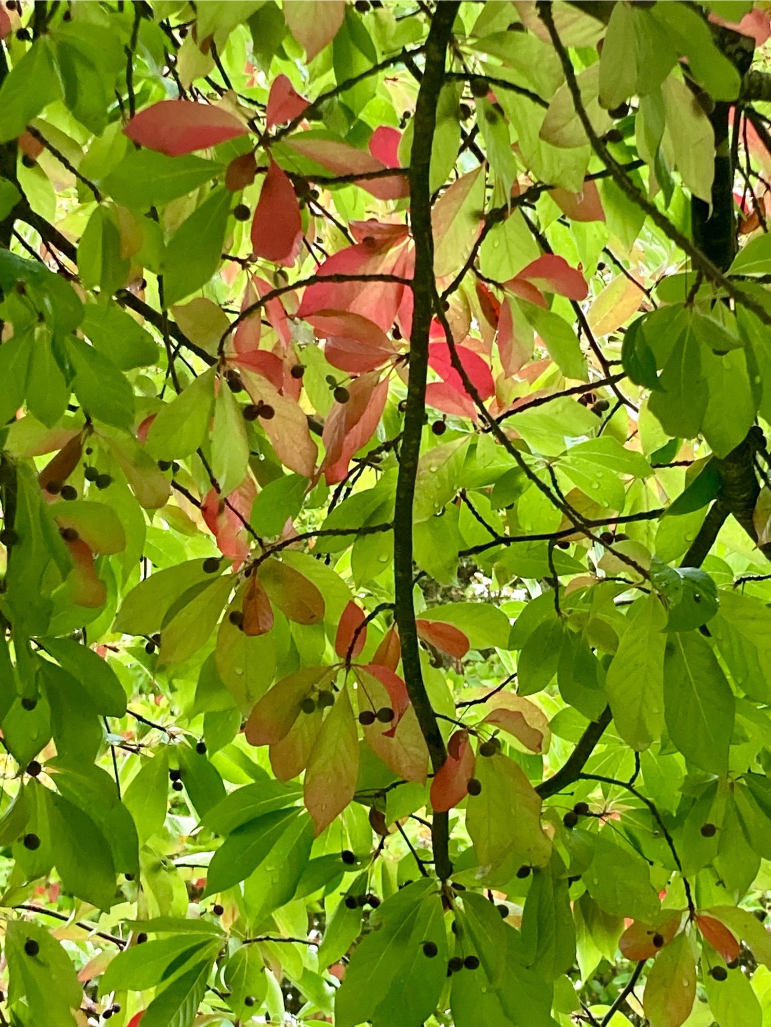 A few red leaves harken fall as they mingle among the green.