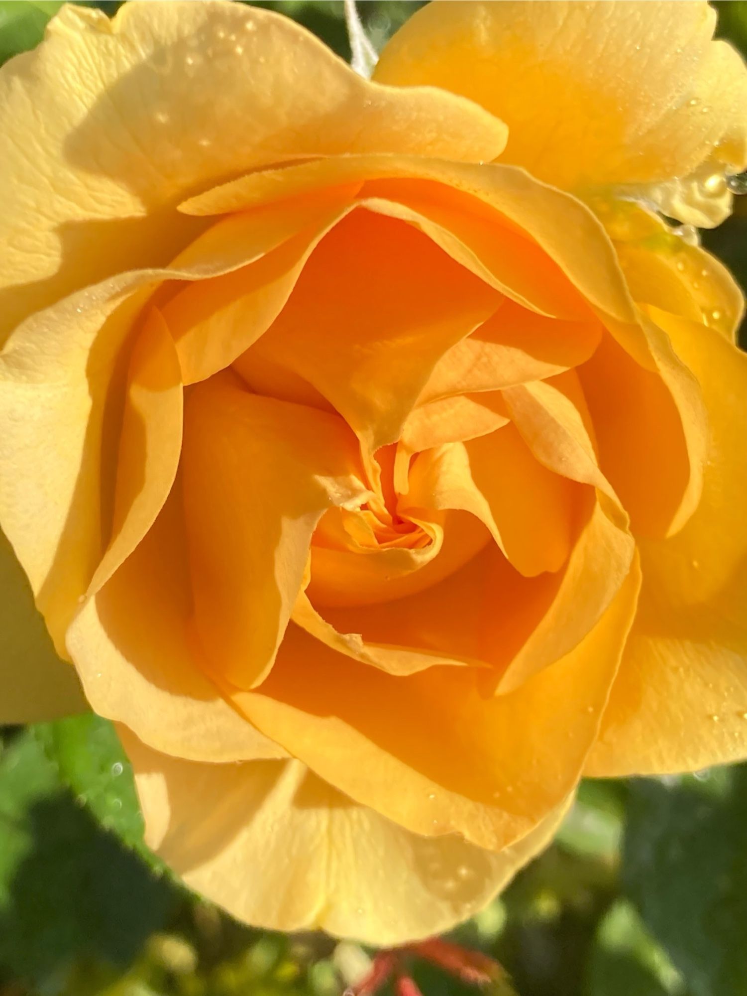 A deep yellow rose - not of Texas, but of Oregon.