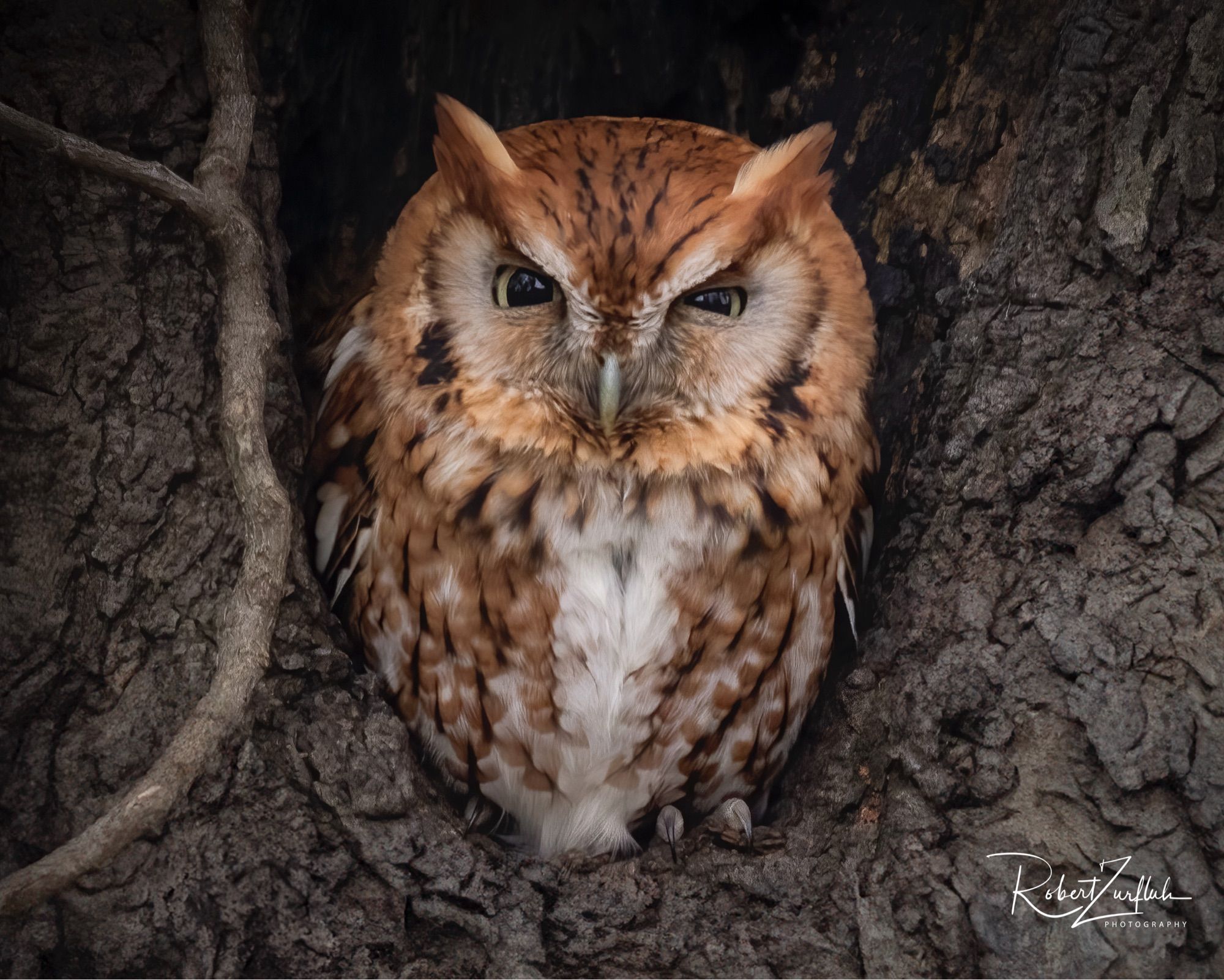 Eastern screech owl sitting in tree hole.  Looking at the camera.