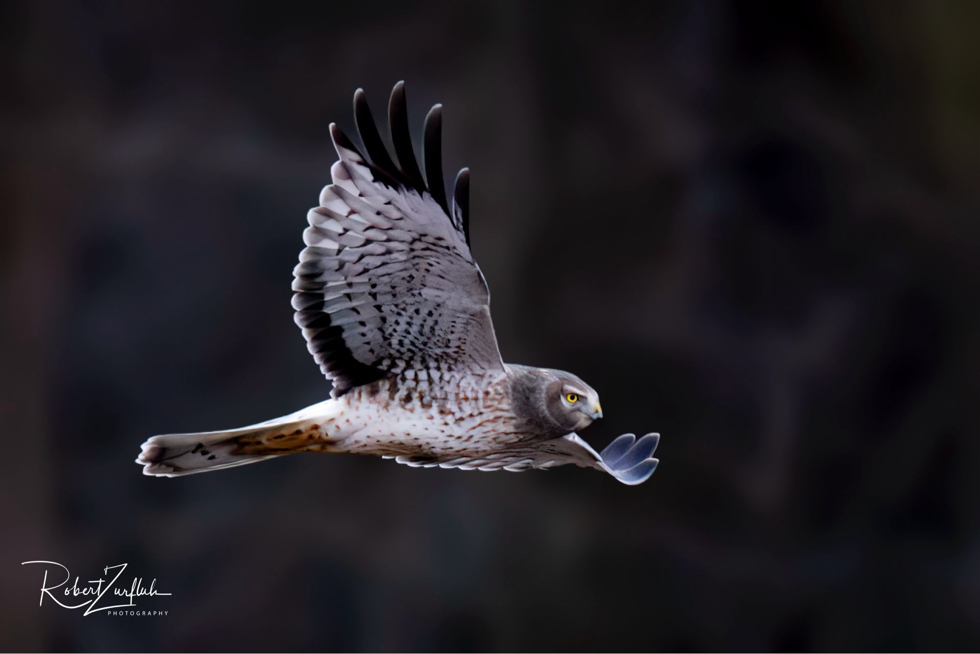 Raptor flying past from left to right.