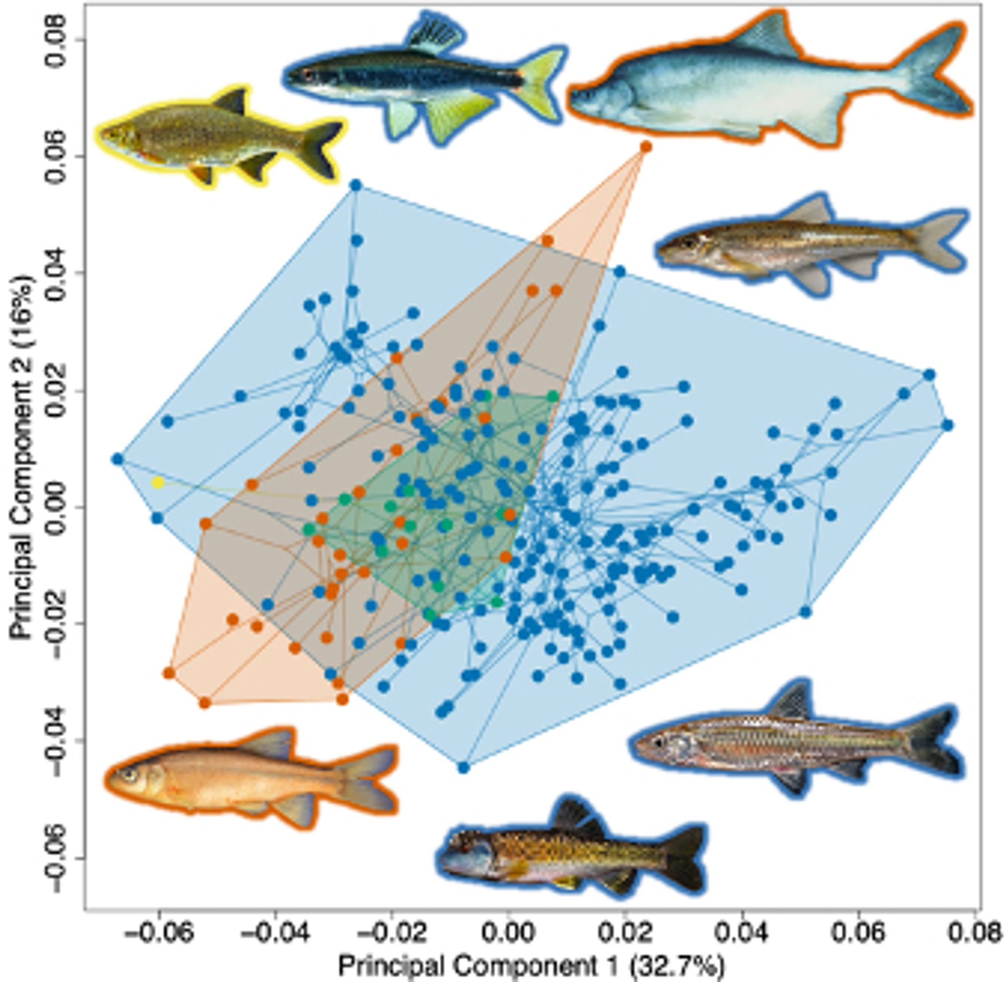 A PCA showing a morphospace of minnows.