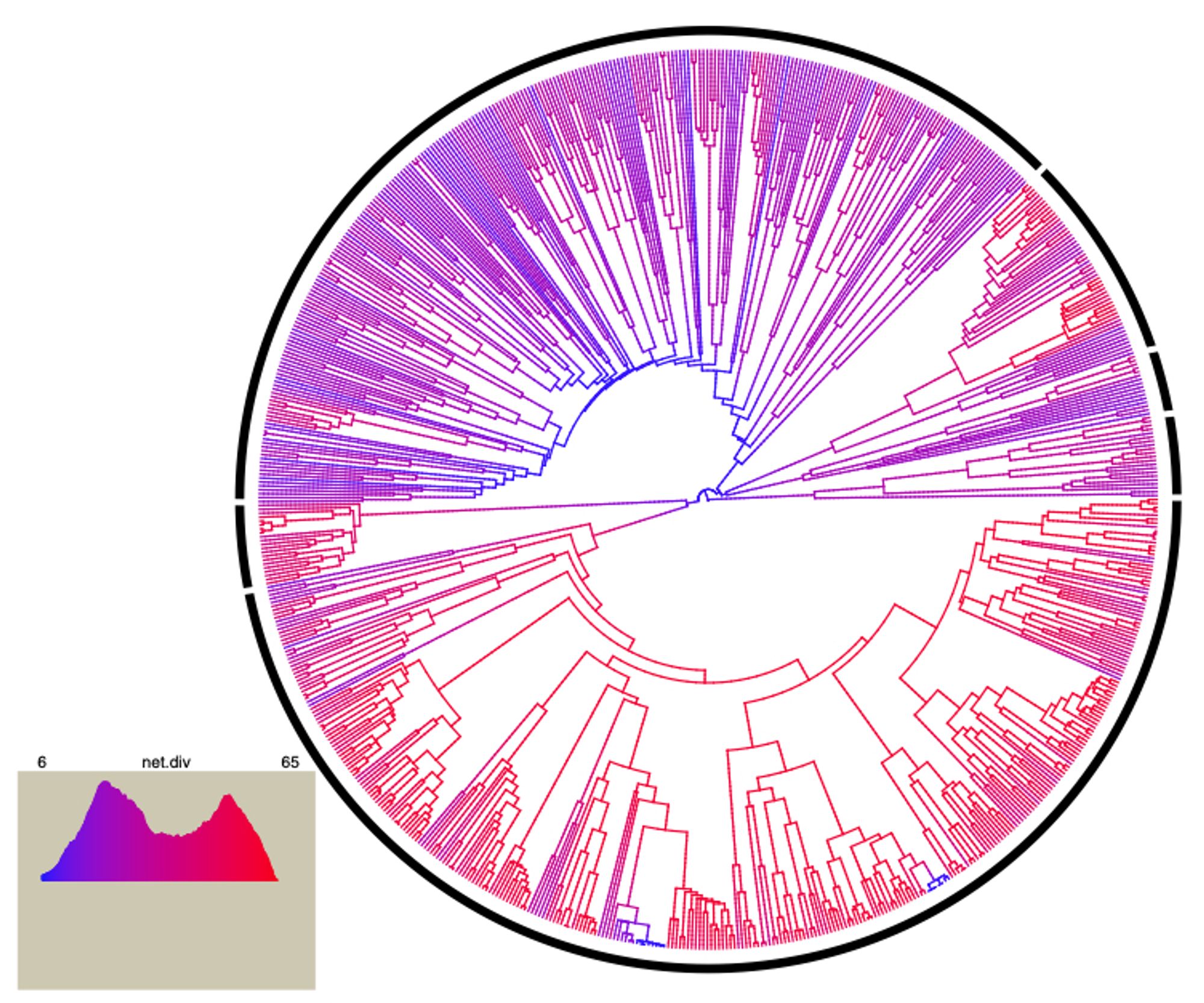 A phylogeny with branches highlighted red and blue to indicate differences in rates of diversification.