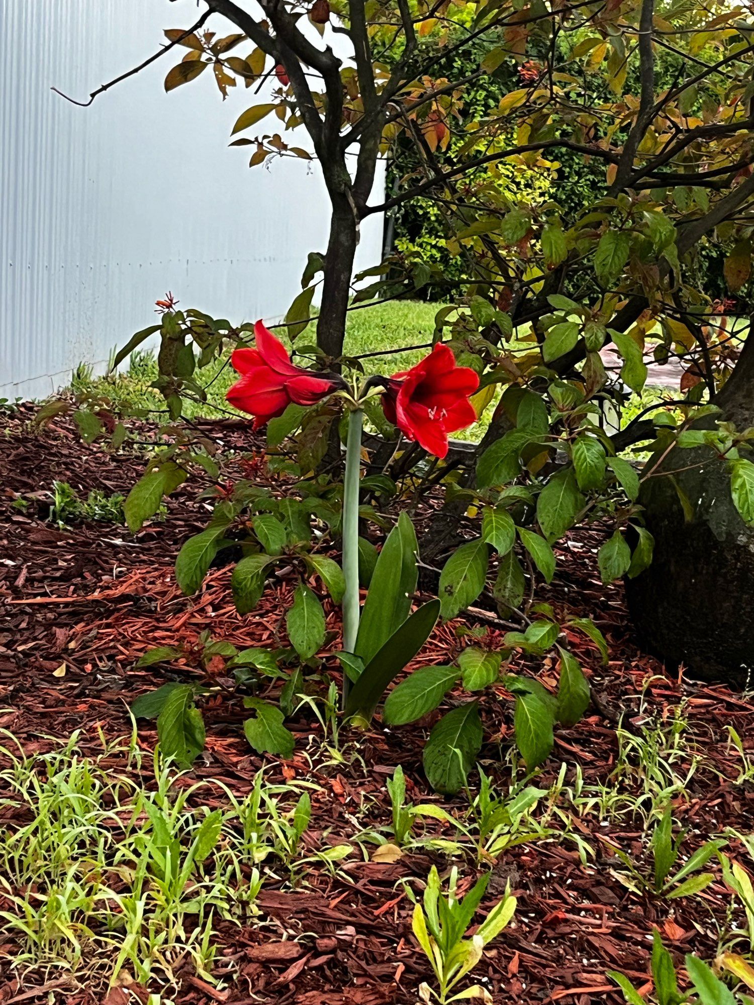 Image of a red amaryllis bloomIngin a garden