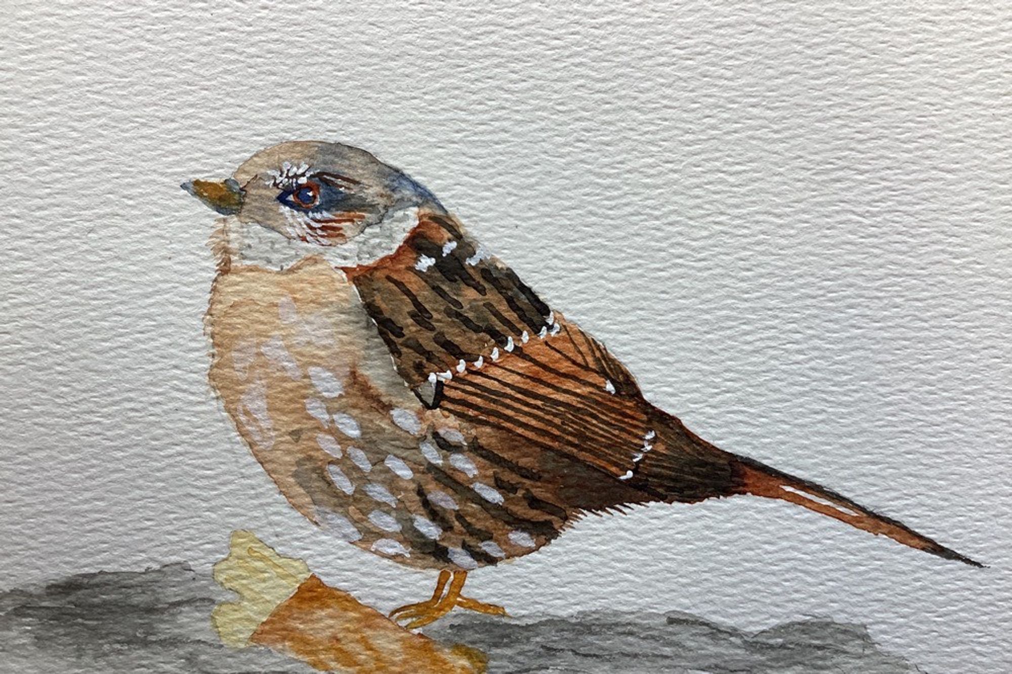 Dunnock, little brown bird with white and brown and black spots on his chest, sienna and black wings.