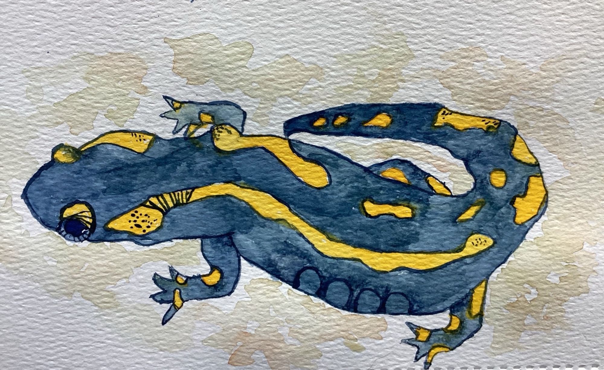 Chonky fire salamander in blue-gray with yellow pattern.