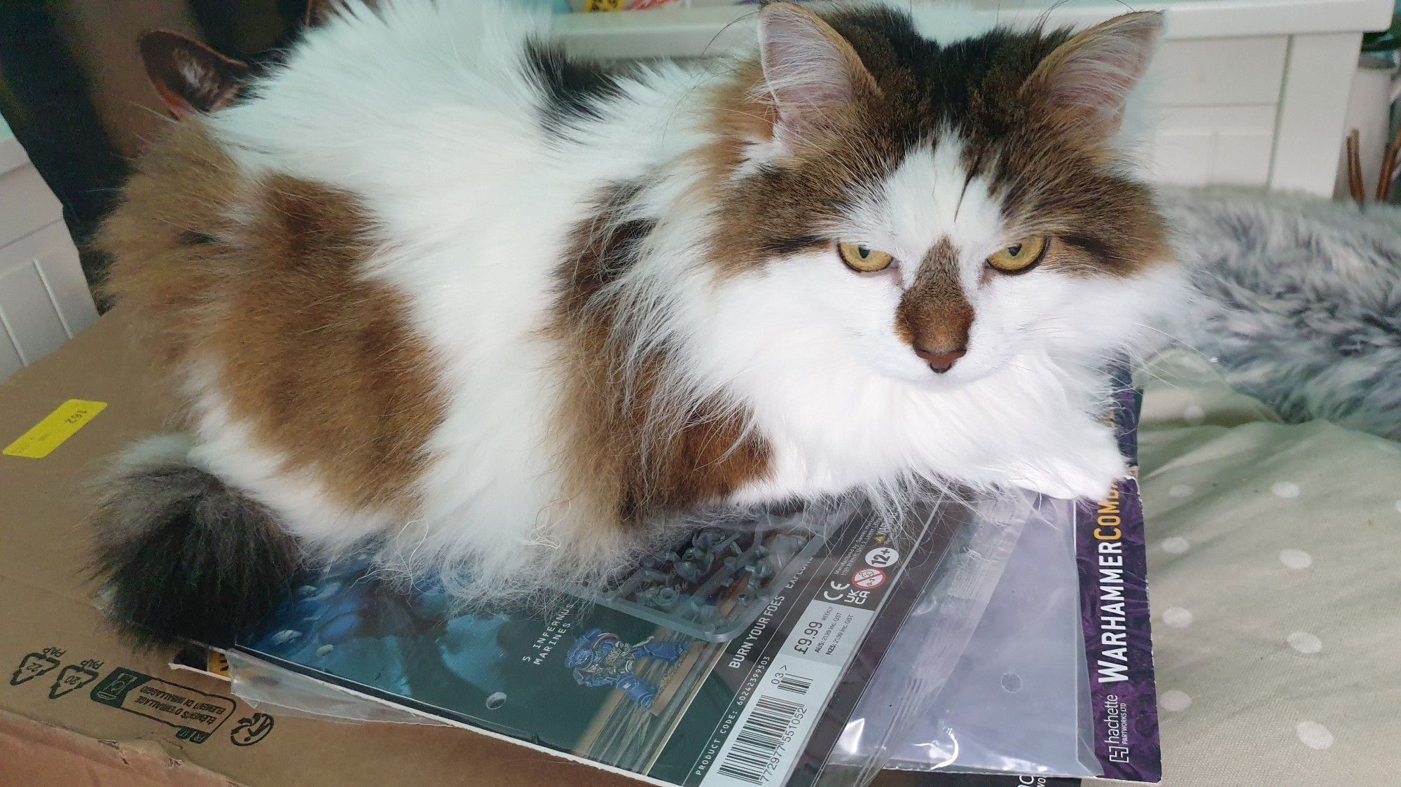 Mousecow, a fluffy white cat with brown splodges, sat upon a couple of issues of warhammer combat patrol, a *slightly cheaper than retail price* sprue of silly little plastic men, bundled with a pamphlet calling itself a partwork magazine, encased in deliciously crinkly cellophane.