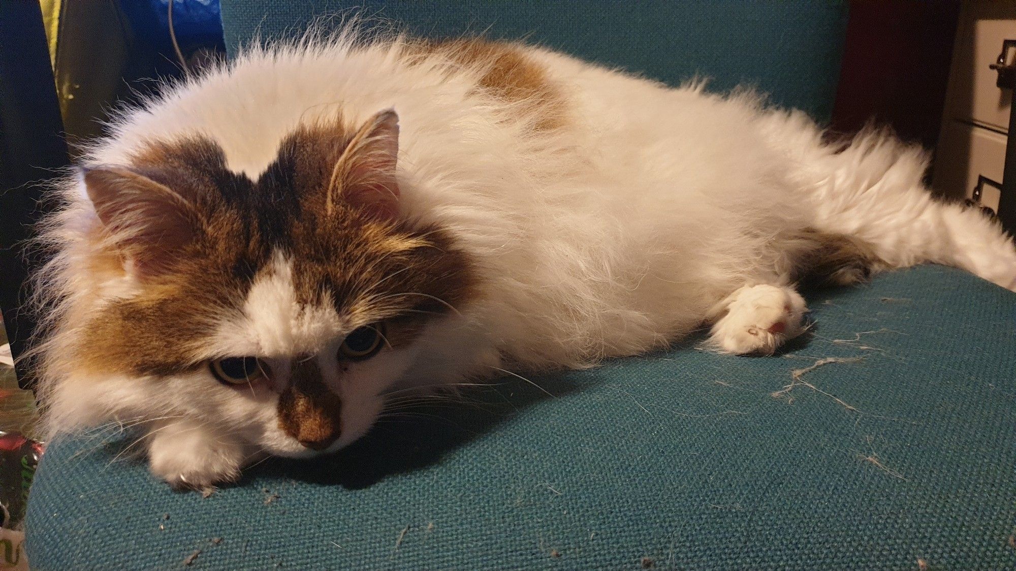 Mousecow slumped across an office chair, looking thoroughly fed up.