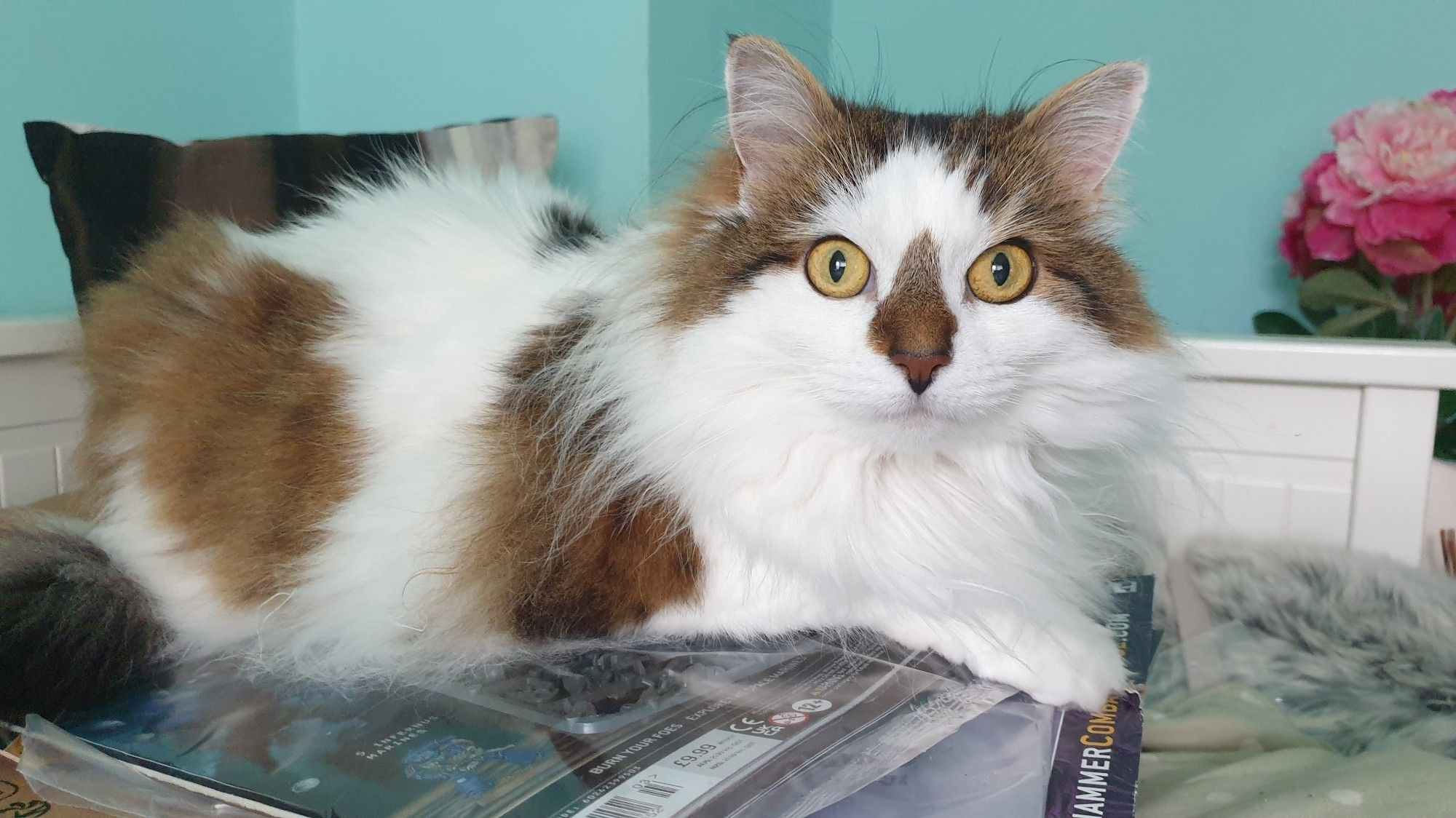 A blank look, straight at the camera, as if to say "What? You obviously put it here for me to sit on. If not to sit on, then why does it make the crinkly noise? "