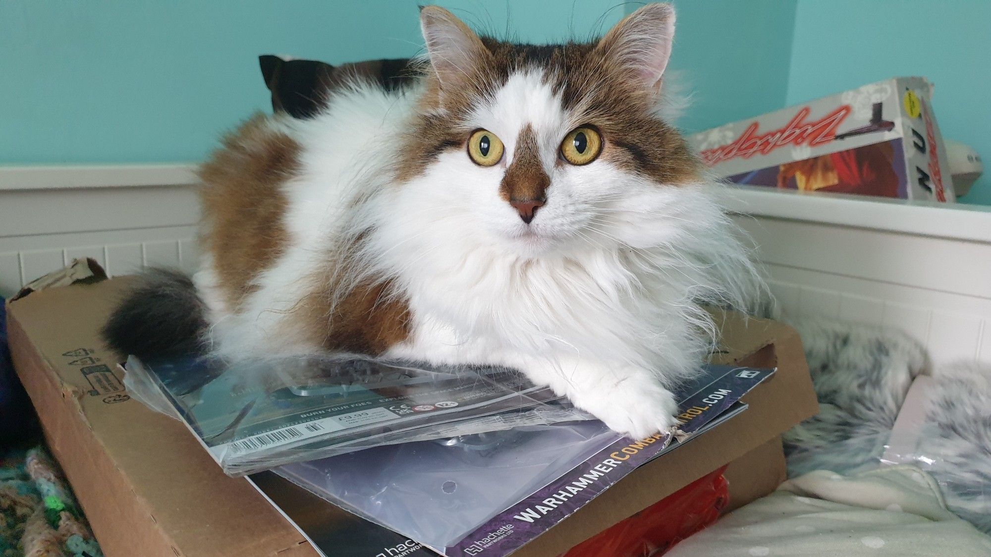 Mousecow has settled on the magazines, on a large cardboard box, on a bed. If someone could now bring her some crunchies that would be PERFECT.