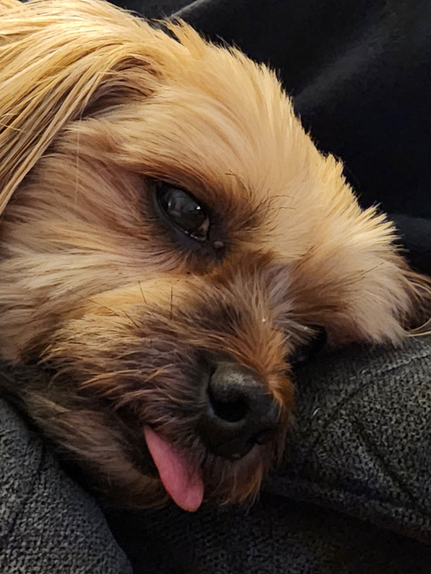 Dog with profound blep