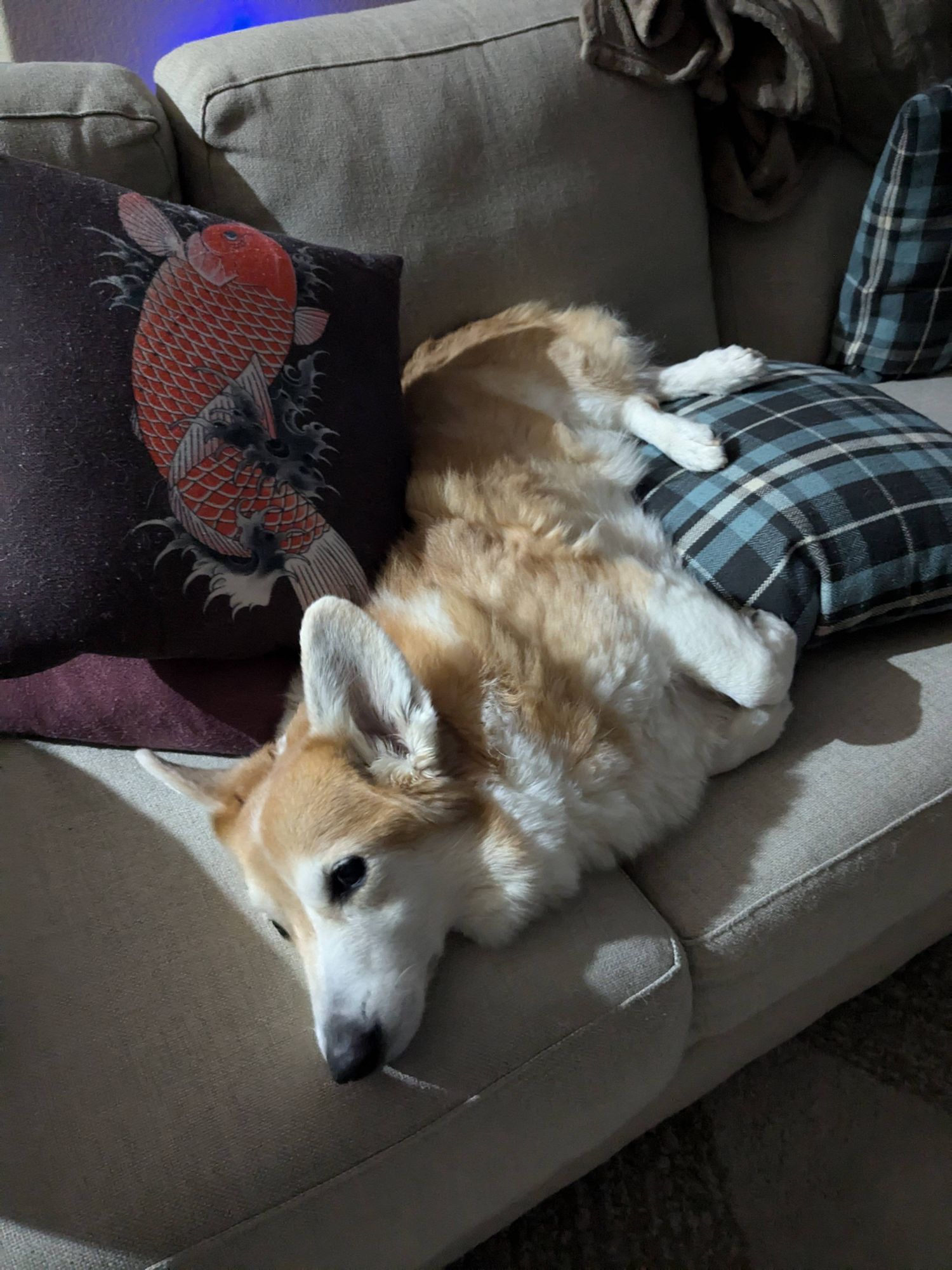 Kanji, a corgi, laying sideways on a couch between two pillows.