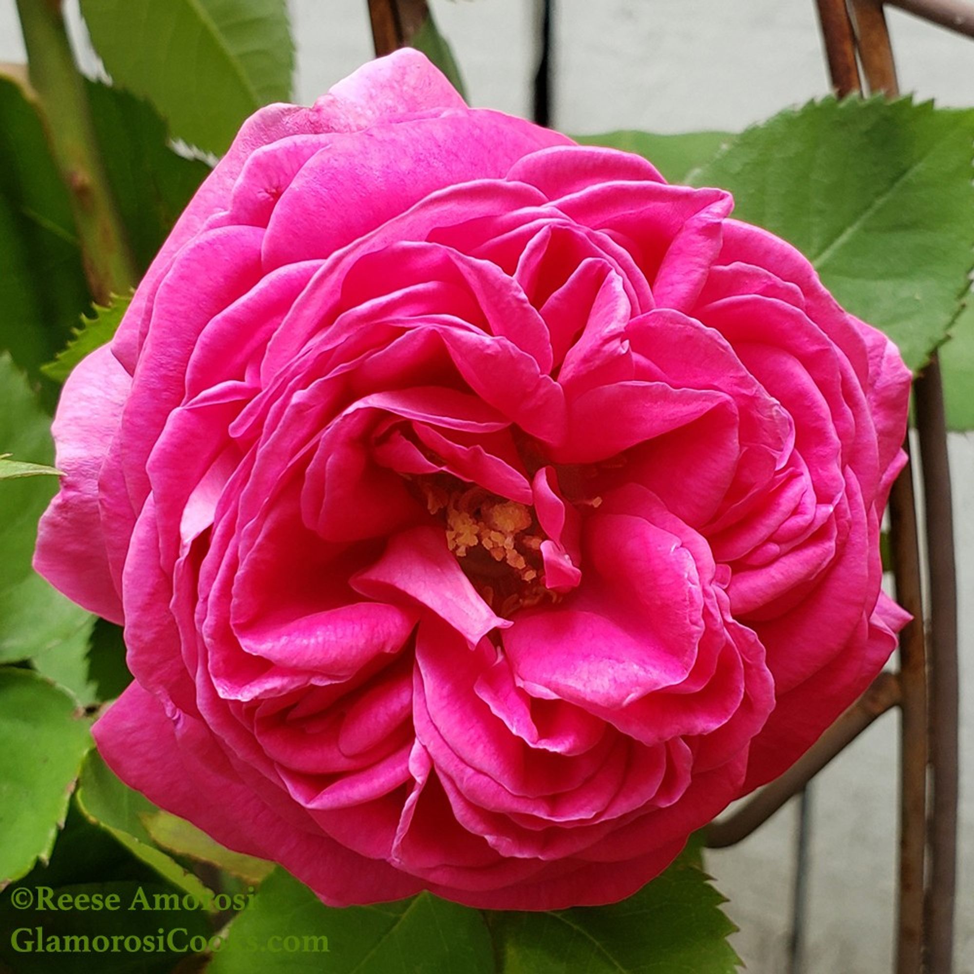 This photo shows a single bloom of a 'Madame Isaac Pereire' rose. She is a deep fuchsia color. There are green leaves and part of a white picket fence visible in the background. Photo by Reese Amorosi for GlamorosiCooks.com