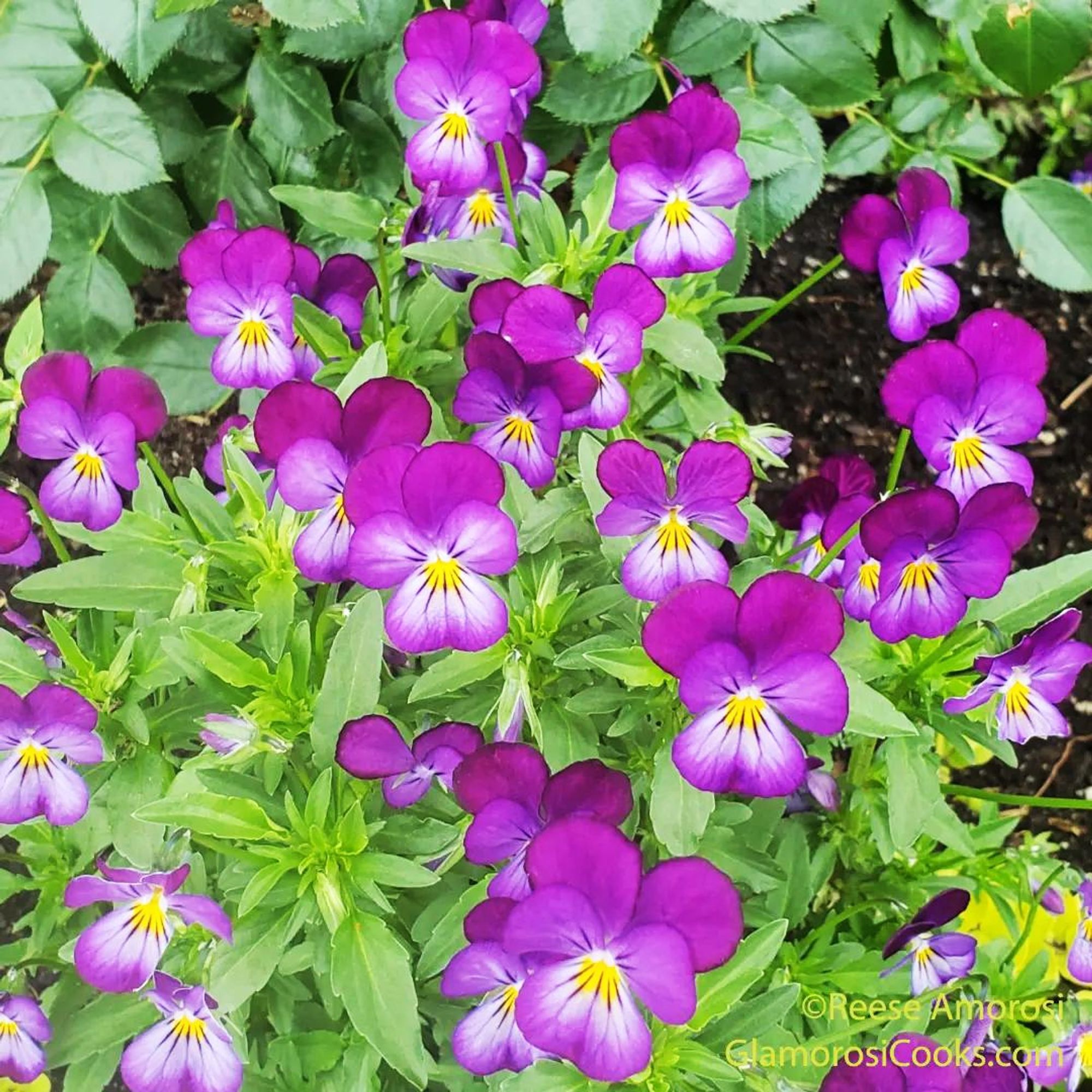 This photo shows dozens of violas in bloom. The tiny purple flowers and their green leaves fill most of the frame with the exception of a sliver of rose leaves at the top and a small patch of soil on the right. This photo was taken by Reese Amorosi for GlamorosiCooks.com