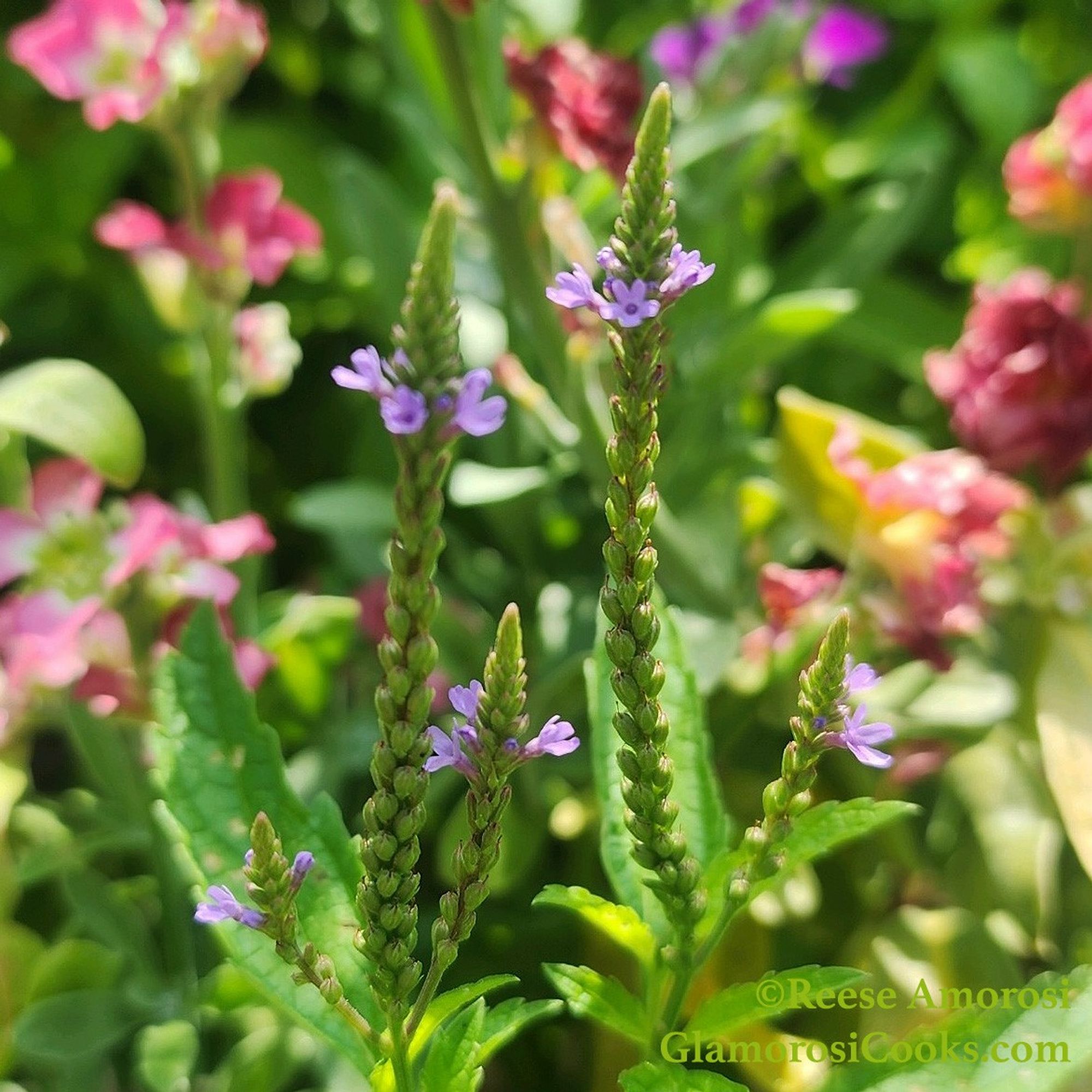 This photo shows a young Blue Vervain plant. There are tiny light purple flowers blooming on green spikes. There are pink Brompton Stocks blooming in the out-of-focus background. The photo was taken in July 2024 by Reese Amorosi for GlamorosiCooks.com