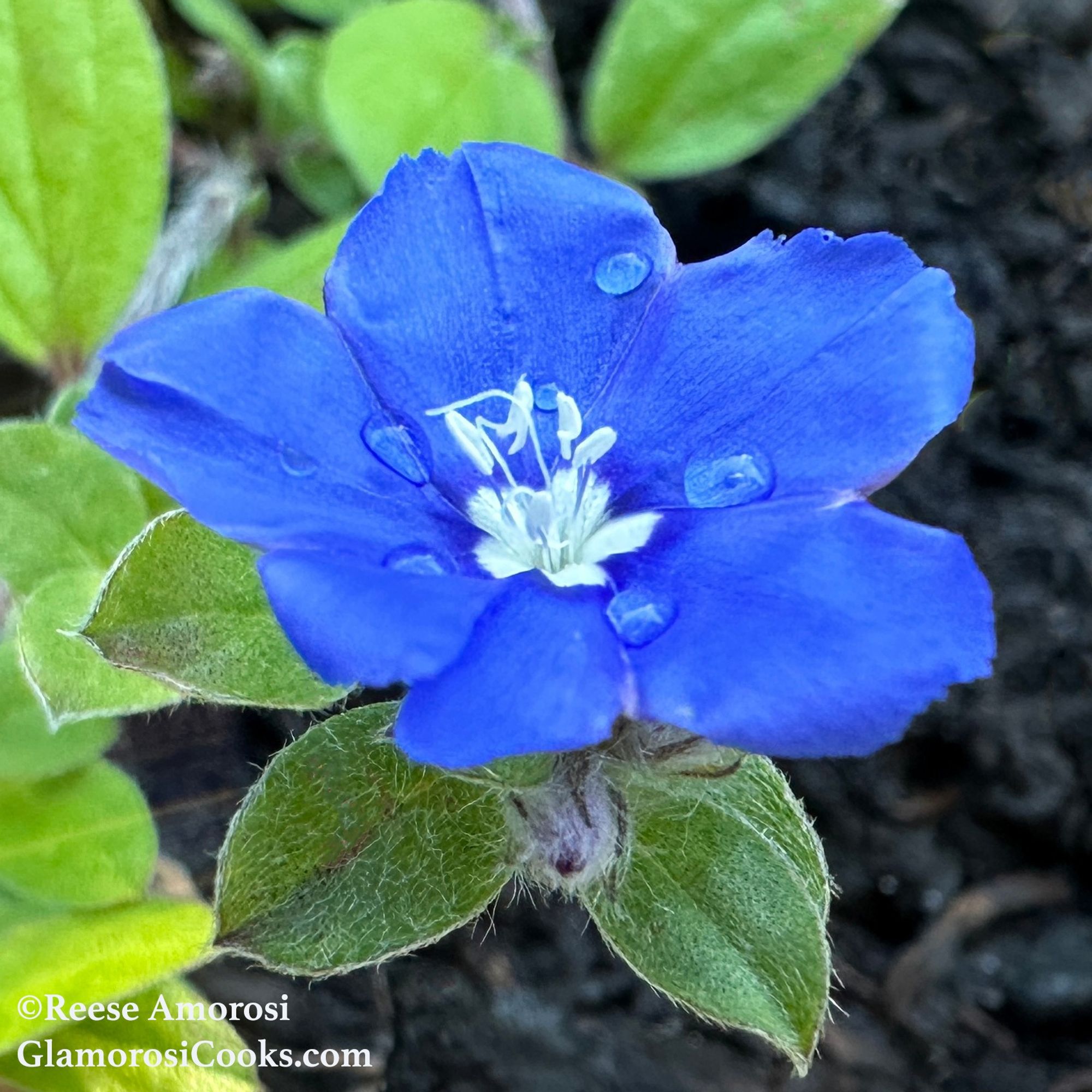 This photo shows a single "Blue My Mind" dwarf morning glory. It has six petals and is a vivid cobalt blue color surrounded by fuzzy green leaves. The center is white. The soil is dark brown like espresso. The photo was taken by Reese Amorosi for GlamorosiCooks.com