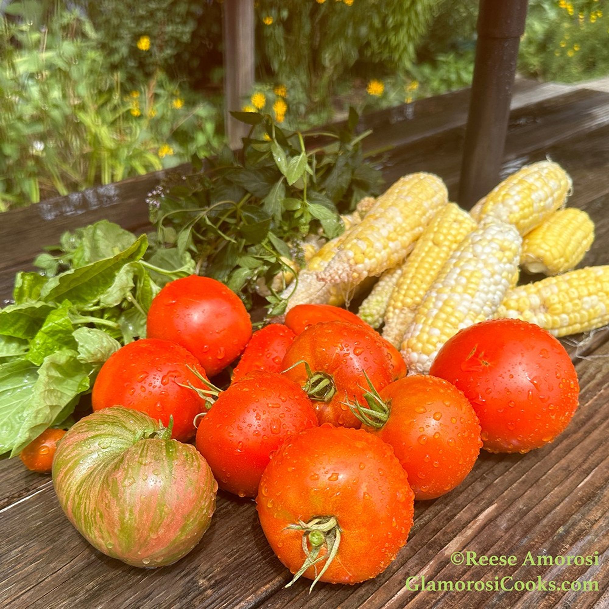 This photo shows a grouping of tomatoes, herbs and fresh corn on a wooden table. There are assorted shrubs and flowers visible in the background. Photo taken by Reese Amorosi for GlamorosiCooks.com