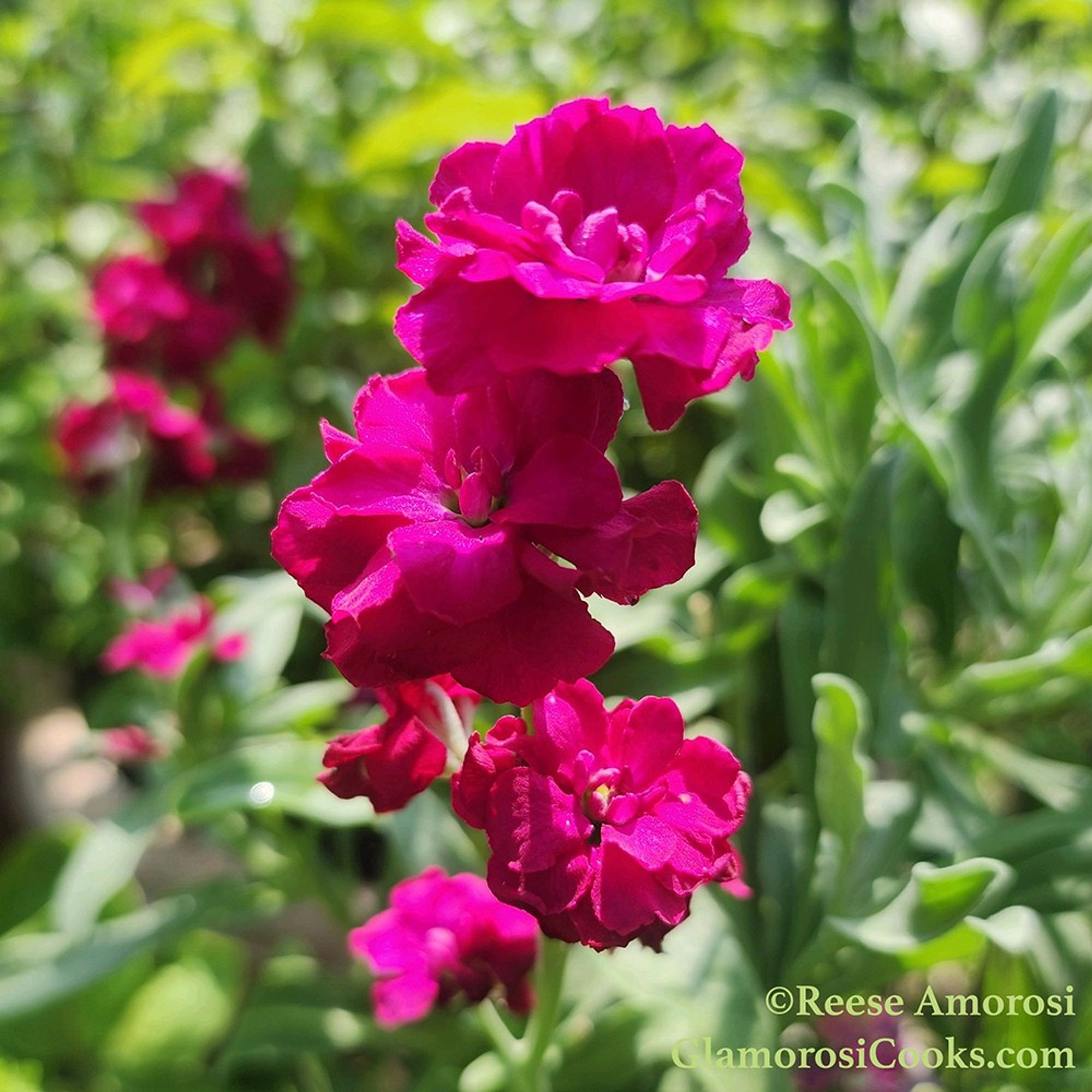 This photo shows Brompton Stock (Matthiola Incana) flowers in bloom. They are a vivid fuchsia color. There is more Stocks blooming in the background, and the rest of the frame is filled by green leaves. This photo was taken in July 2024 by Reese Amorosi for GlamorosiCooks.com.