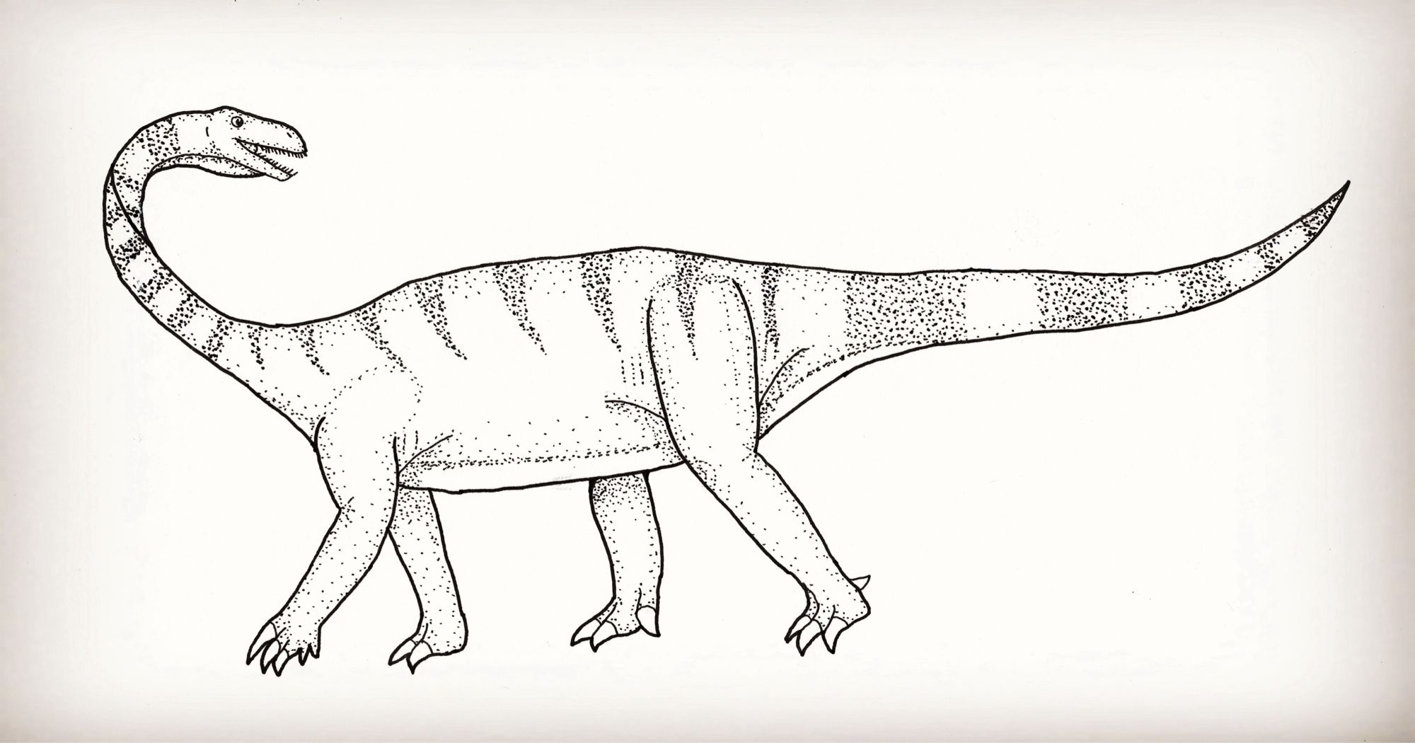 A four-legged dinosaur with a long neck and clawed hands and feet.