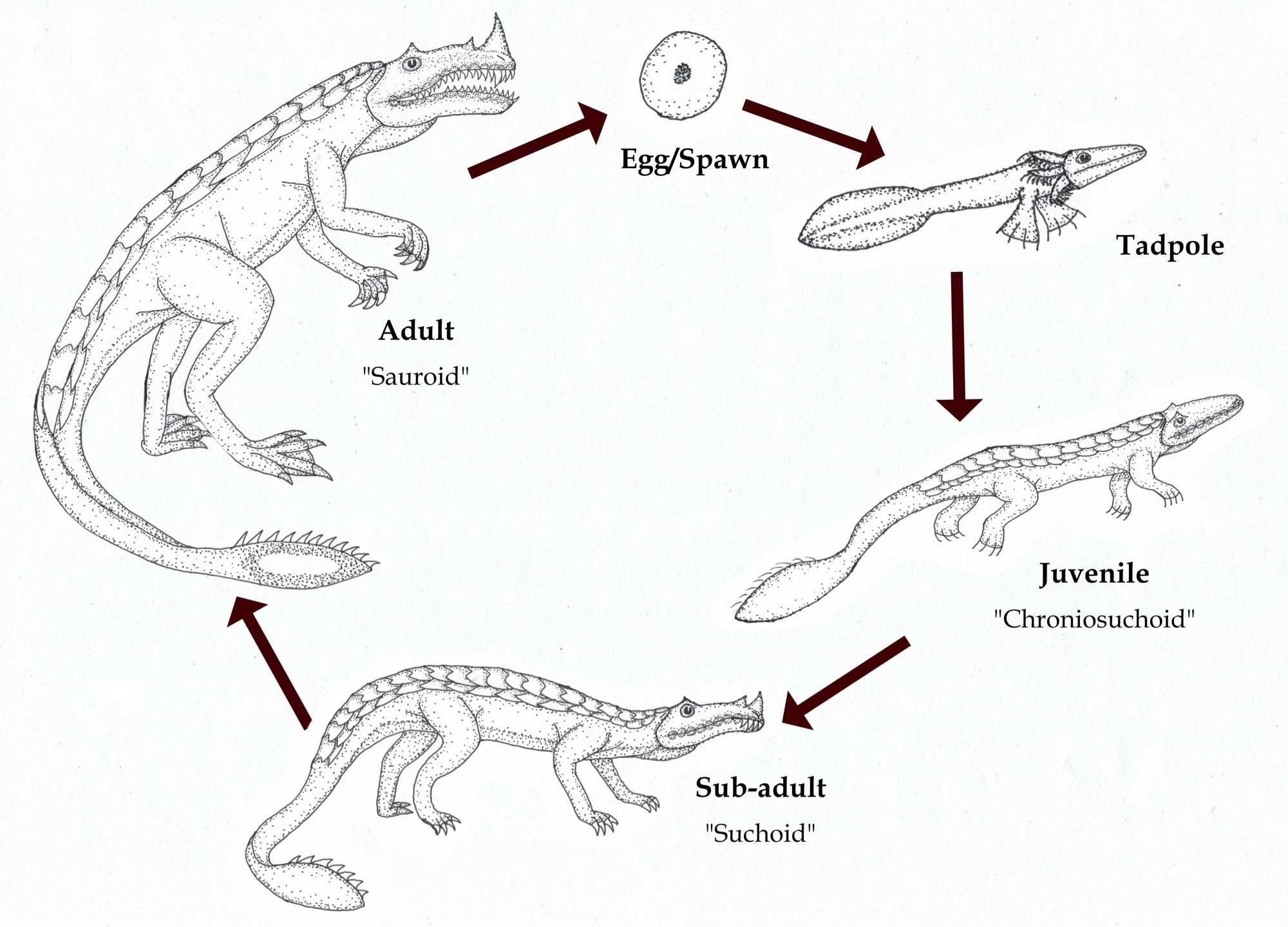 Life cycle of Basilosuchus, from egg and larva to salamander-like juvenile, crocodile-like subadult and finally dinosaur-like adult.