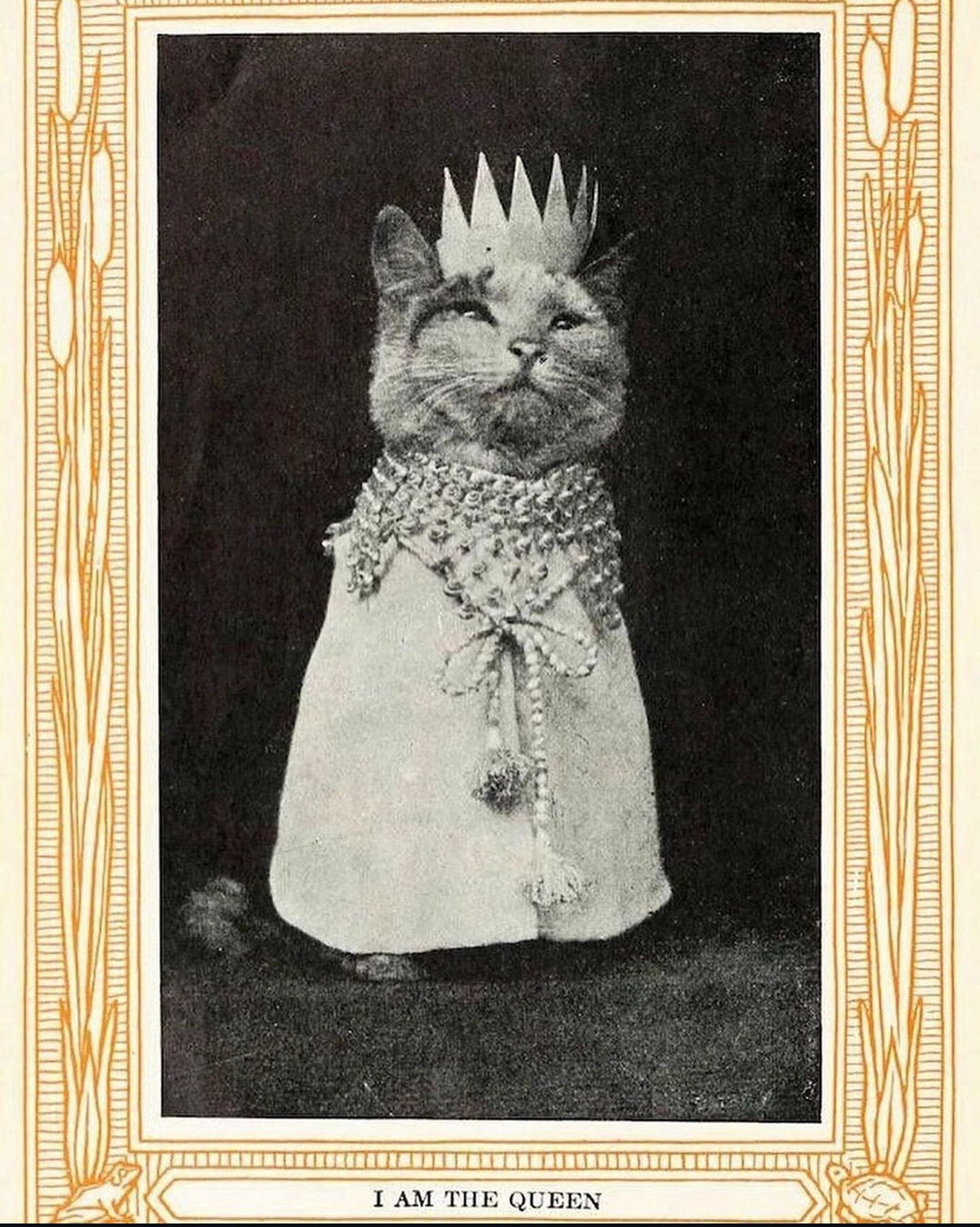 A photo of a cat dressed in a robe and a jeweled collar, a crown. There’s a caption that reads I Am The Queen.