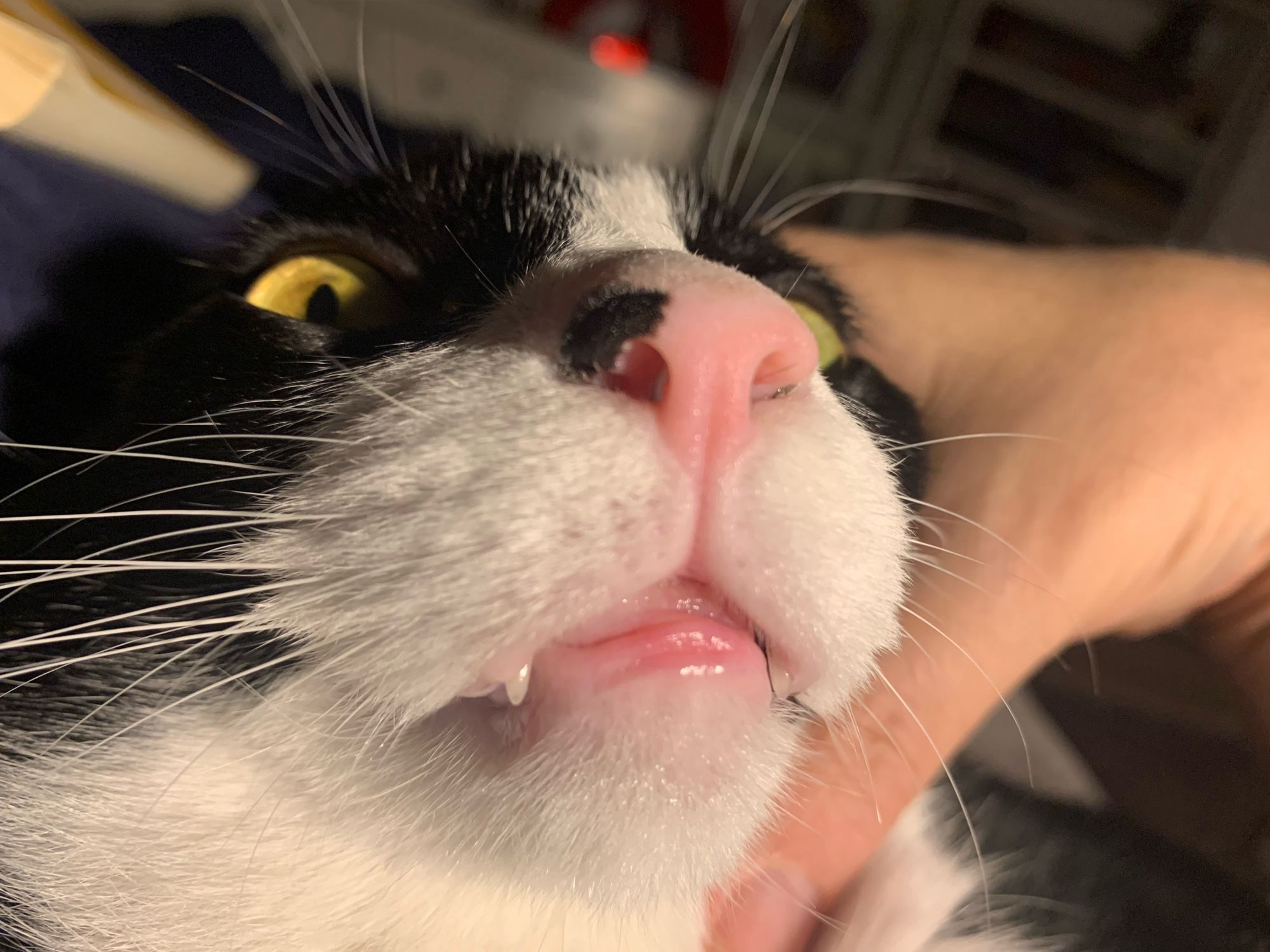 extreme close up of a cat not honestly looking very happy