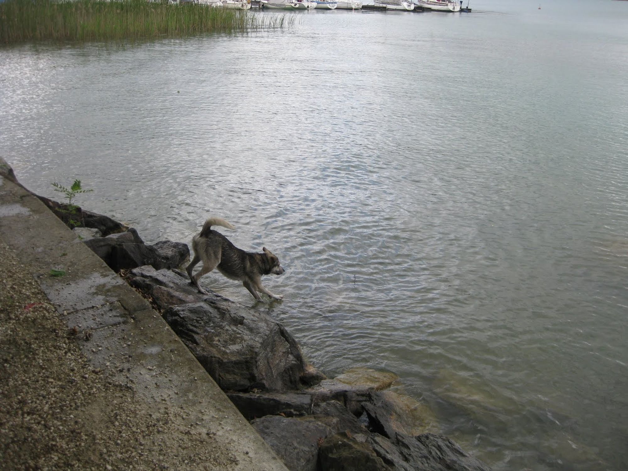 Grauer Schäferhund-Husky-Mix auf dem Sprung in den See. Die Hinterpfoten sind noch oben auf dem Trockenen, die Vorderpfoten schon im Wasser.