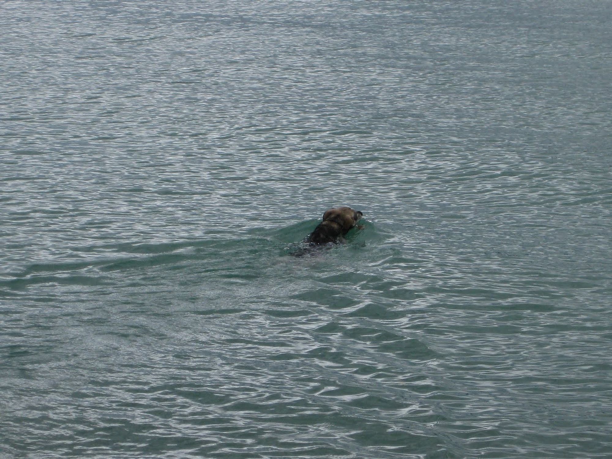 Grauer Schäferhund-Husky-Mix in grünblauem Wasser. Es ist nur der Kopf und Hals zu sehen, er schwimmt zielstrebig in Richtung der oberen rechten Bildecke.