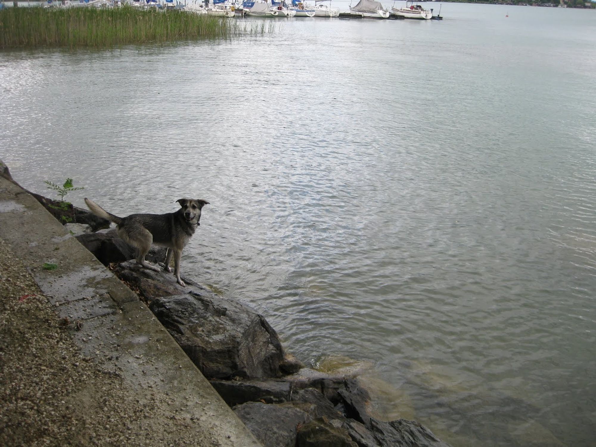 Grauer Schäferhund-Husky-Mix steht am befestigten Ufer eines Sees, sprungbereit und schaut erwartungsvoll zur Seite.