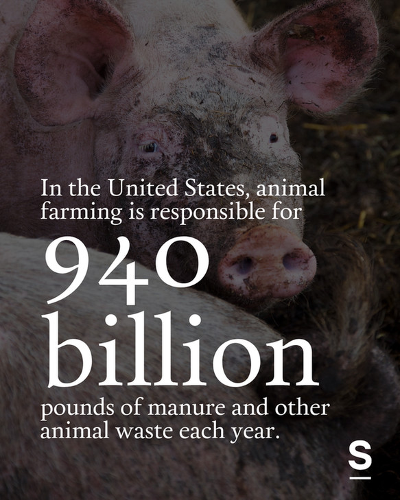 A pig with a dirty face. Text reads:
In the United States, animal farming is responsible for 940 billion pounds of manure and other animal waste each year.