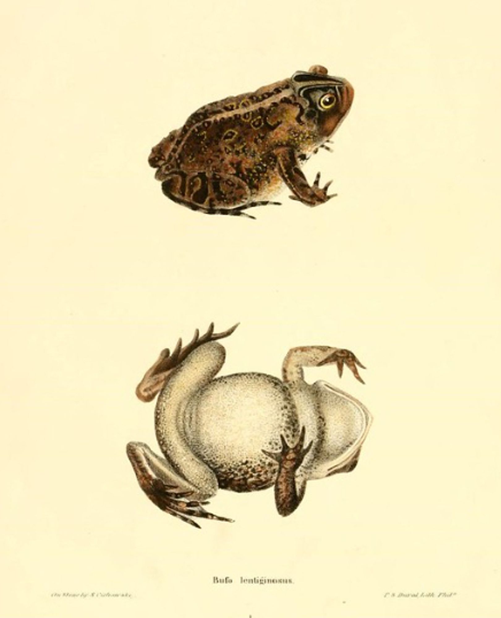 Drawing of a toad from American Herpatology V. 5 labelled: bufa lentiginesus