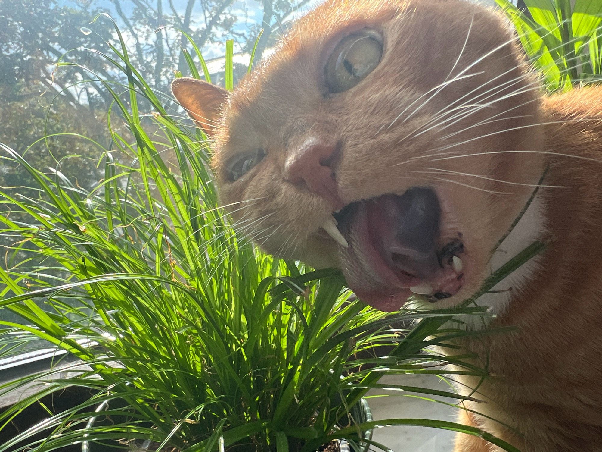 Rotgetiegerter Kater frisst Gras und der Stillframe sieht sehr seltsam aus. Red Cat eating grass looking pretty weird.