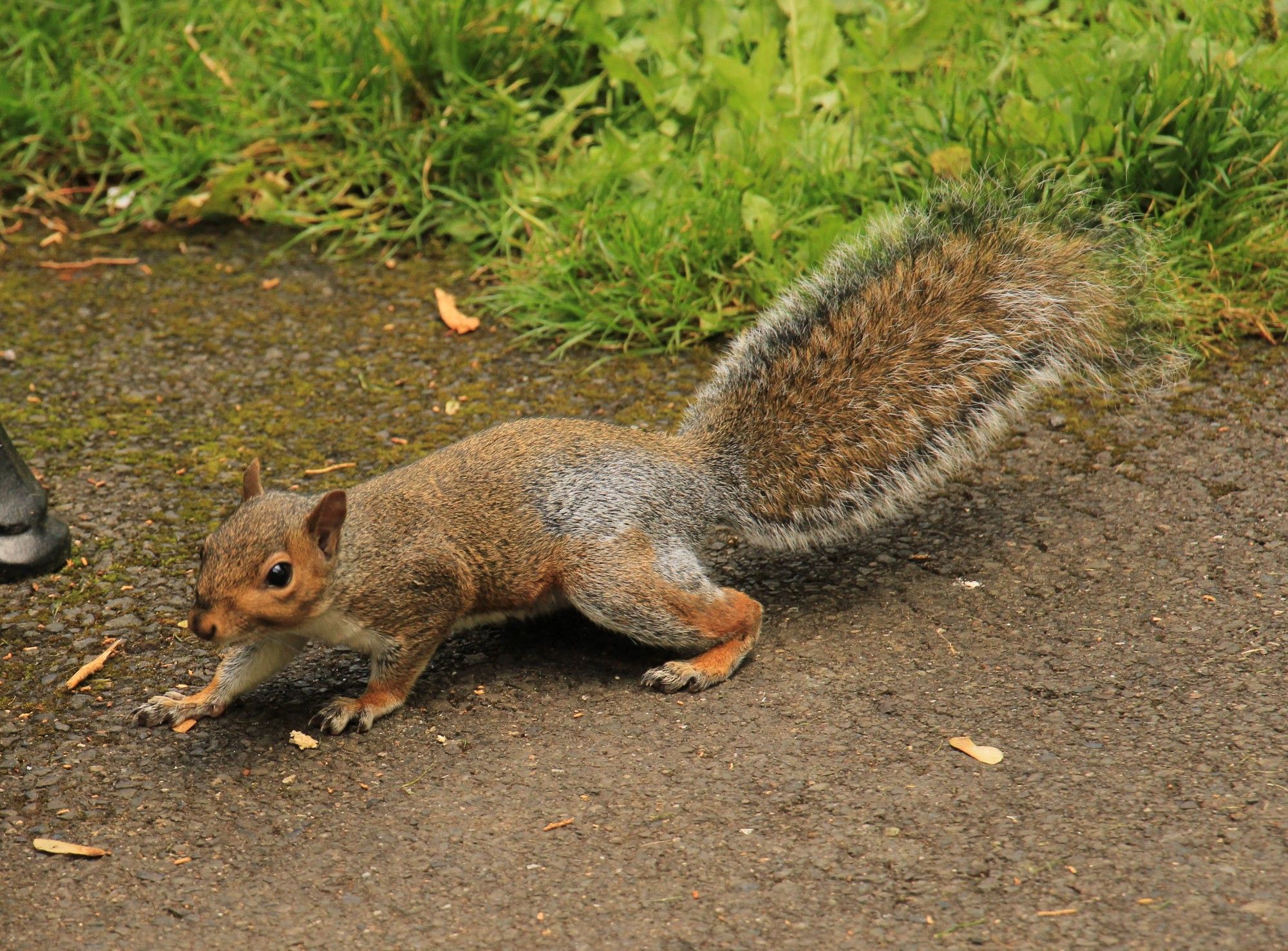 Rotes Eichhörnchen auf braunen Boden.